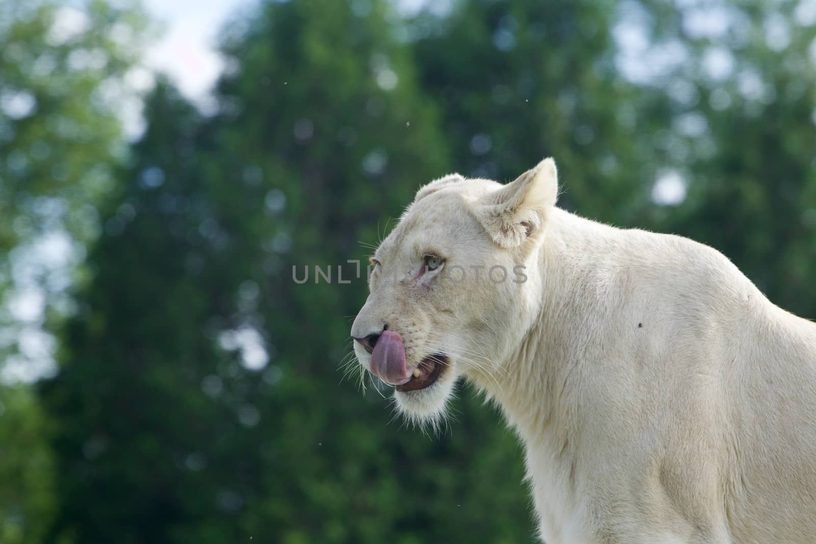 Funny white lion's portrait with the long tongue and teeth