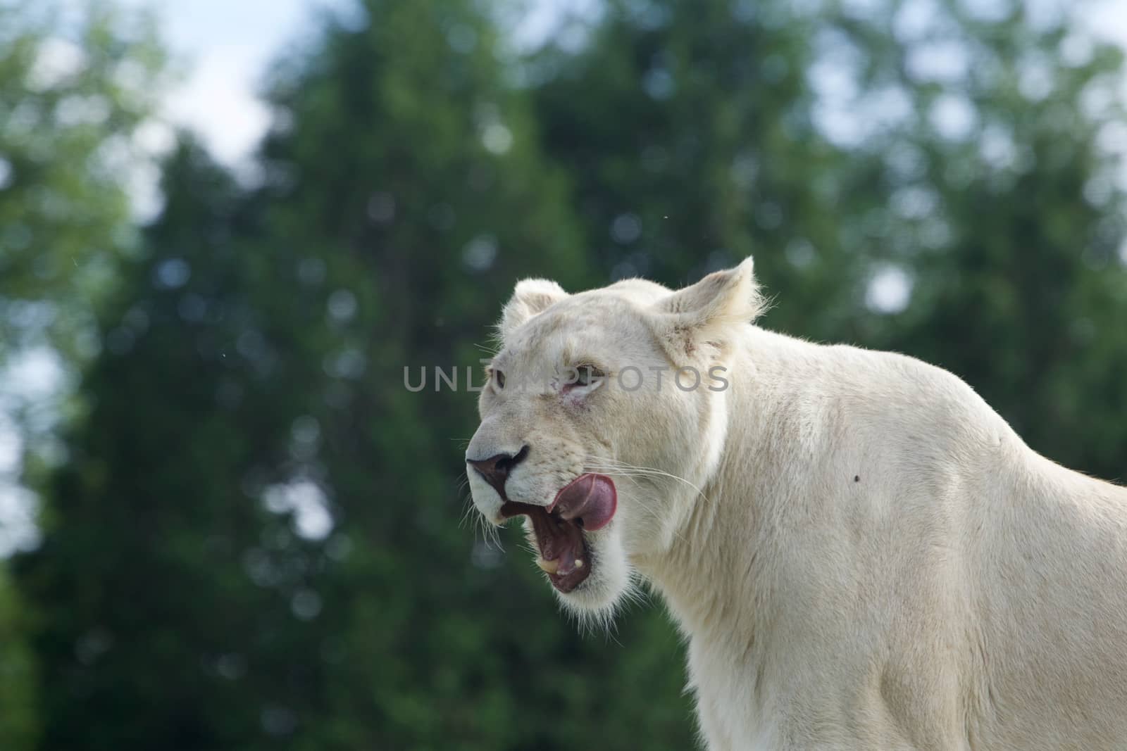 Very beautiful background with the dangerous white lion