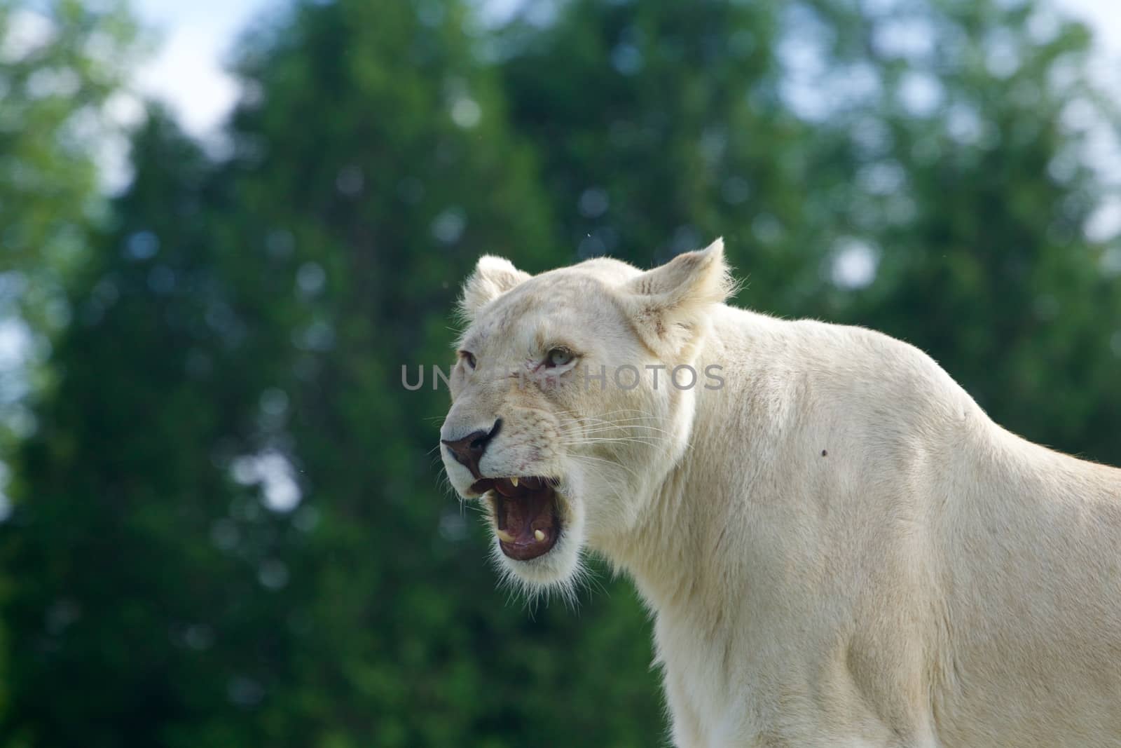 The background with the scraming furious lion