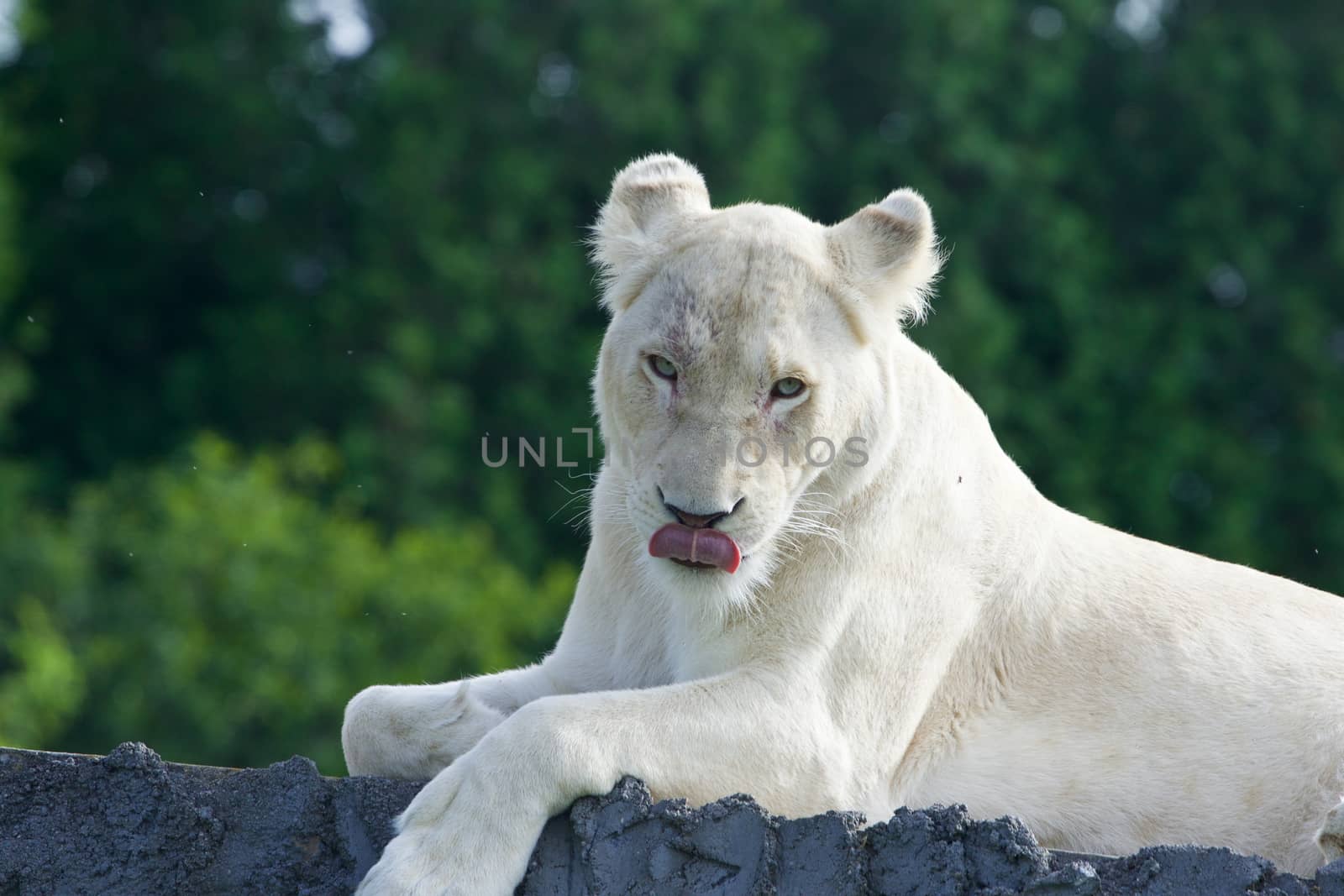 The strange sight of a beautiful and dangerous white lion