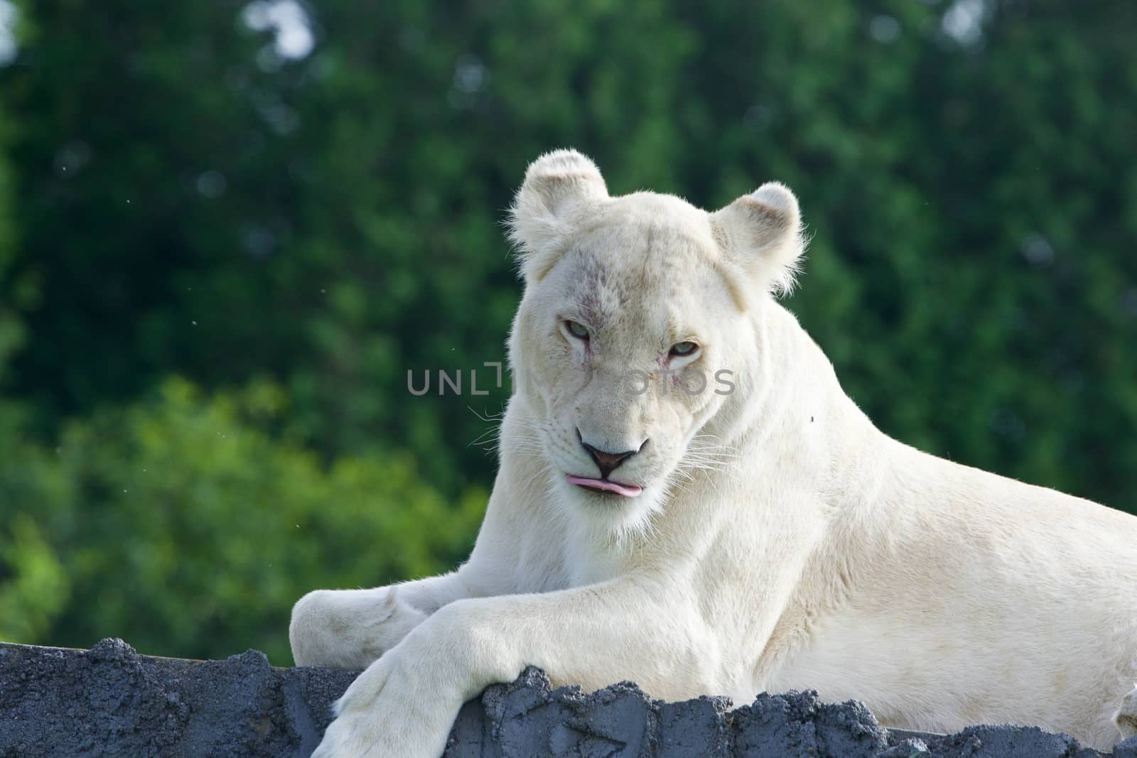 Funny but dangerous white lion shows her tongue