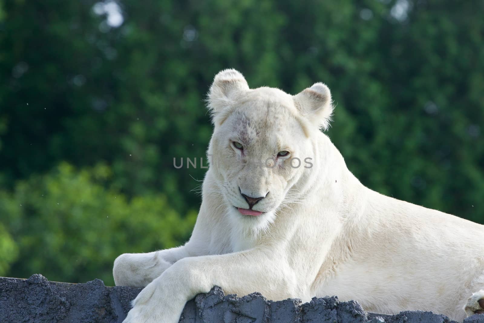 The close-up of the laying white lion