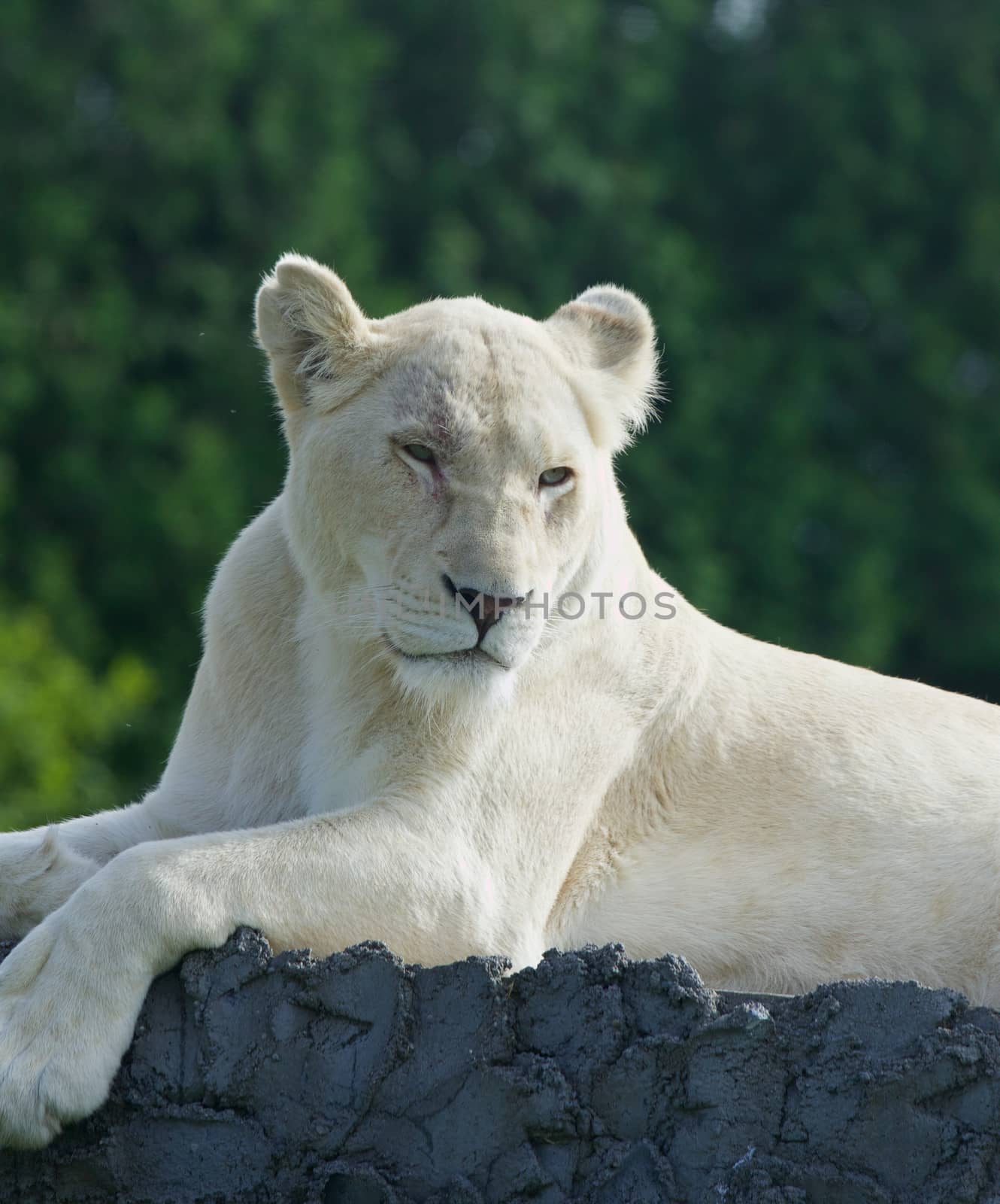 Bored white lion is laying