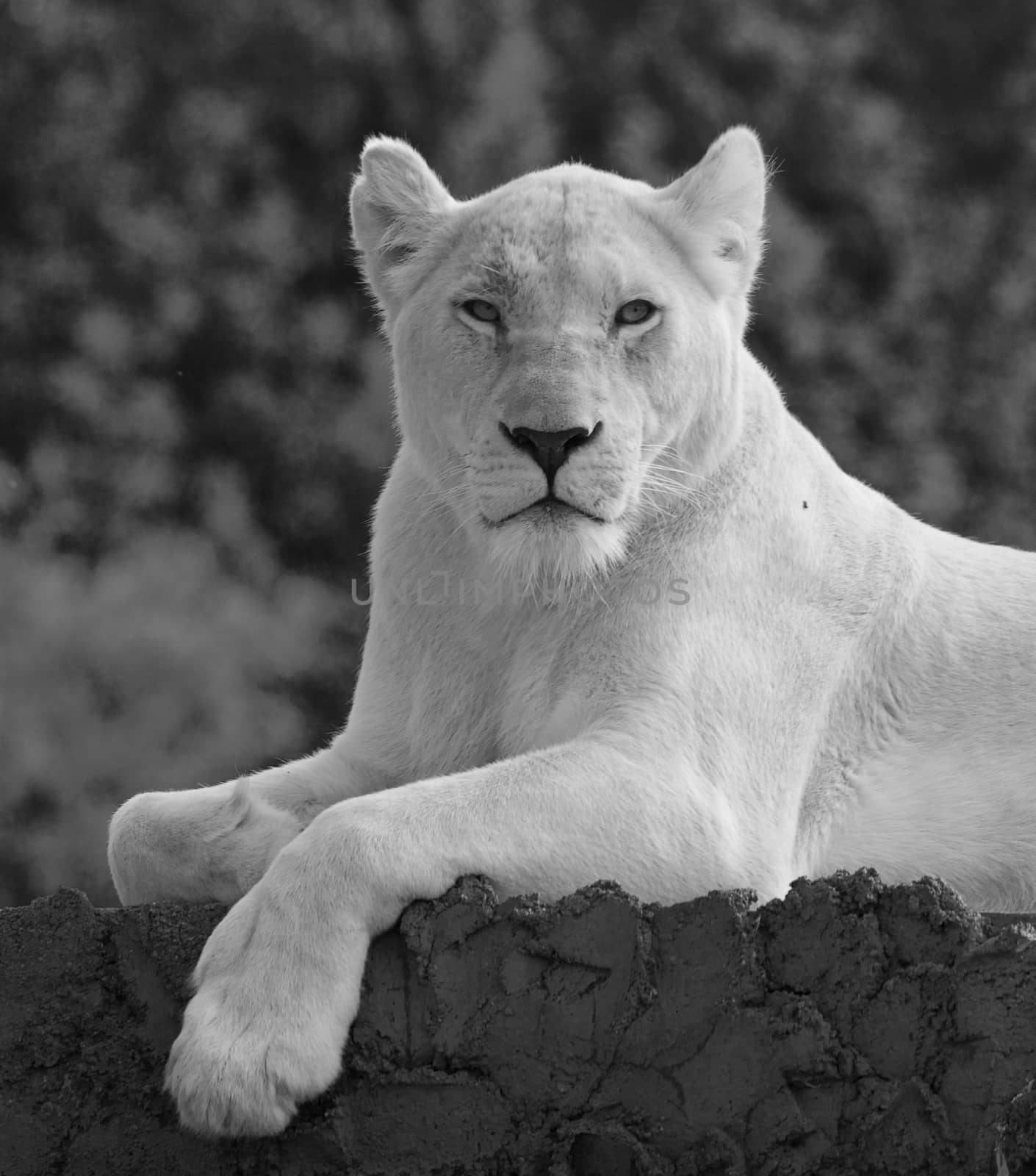 The portrait of the beautiful and dangerous strong lion