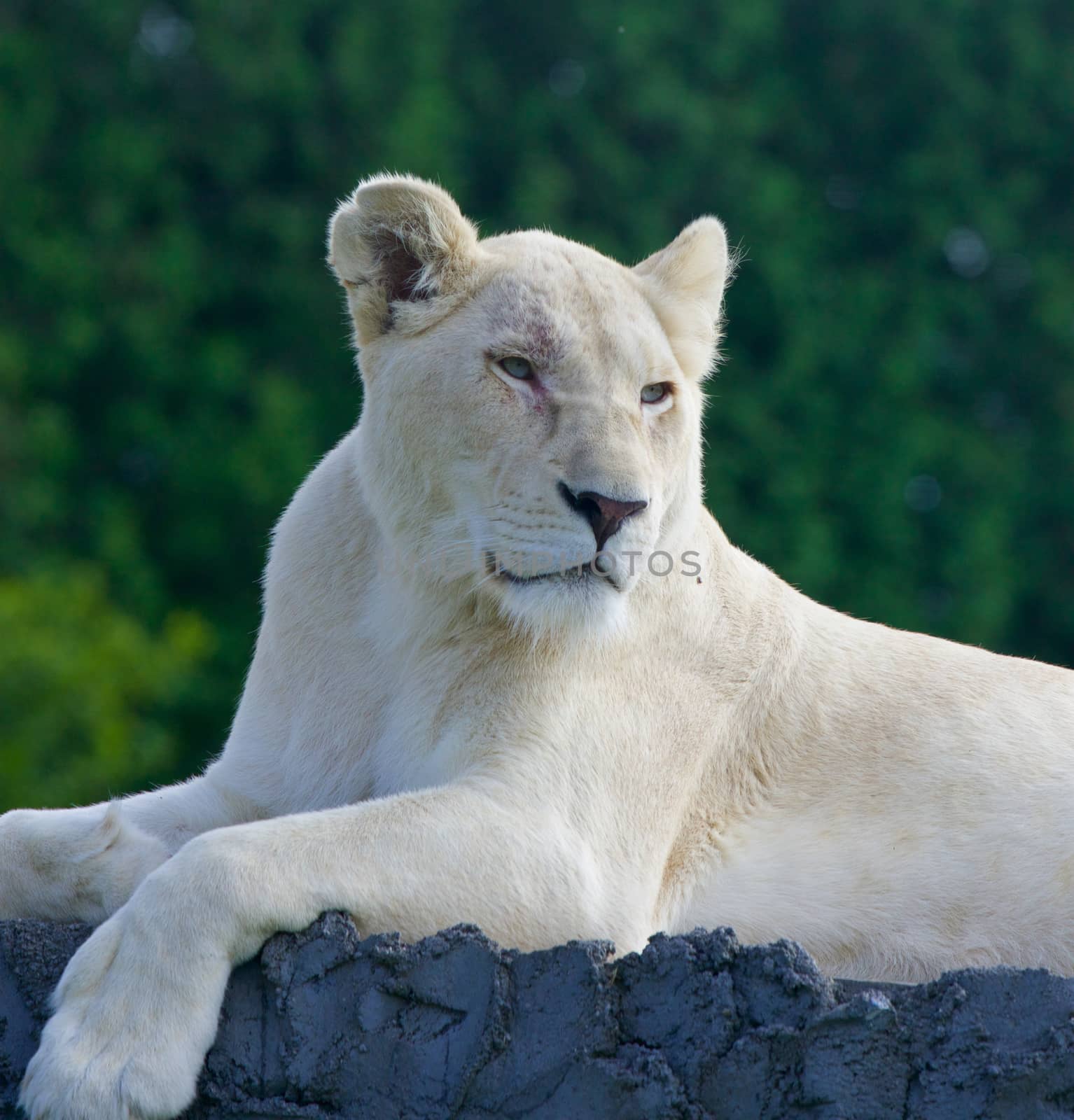 The portrait of a dangerous white lion