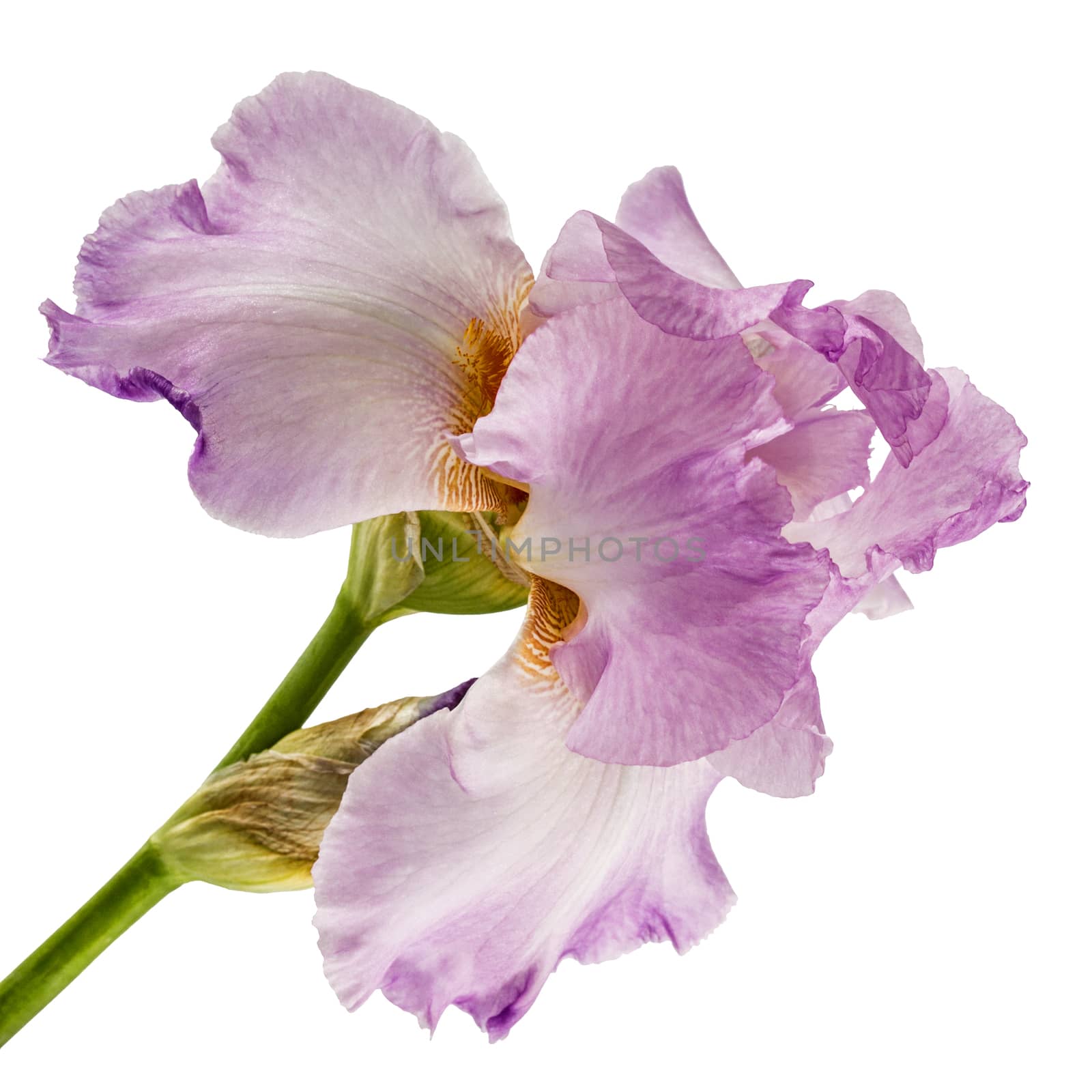 Violet flower of iris, isolated on white background