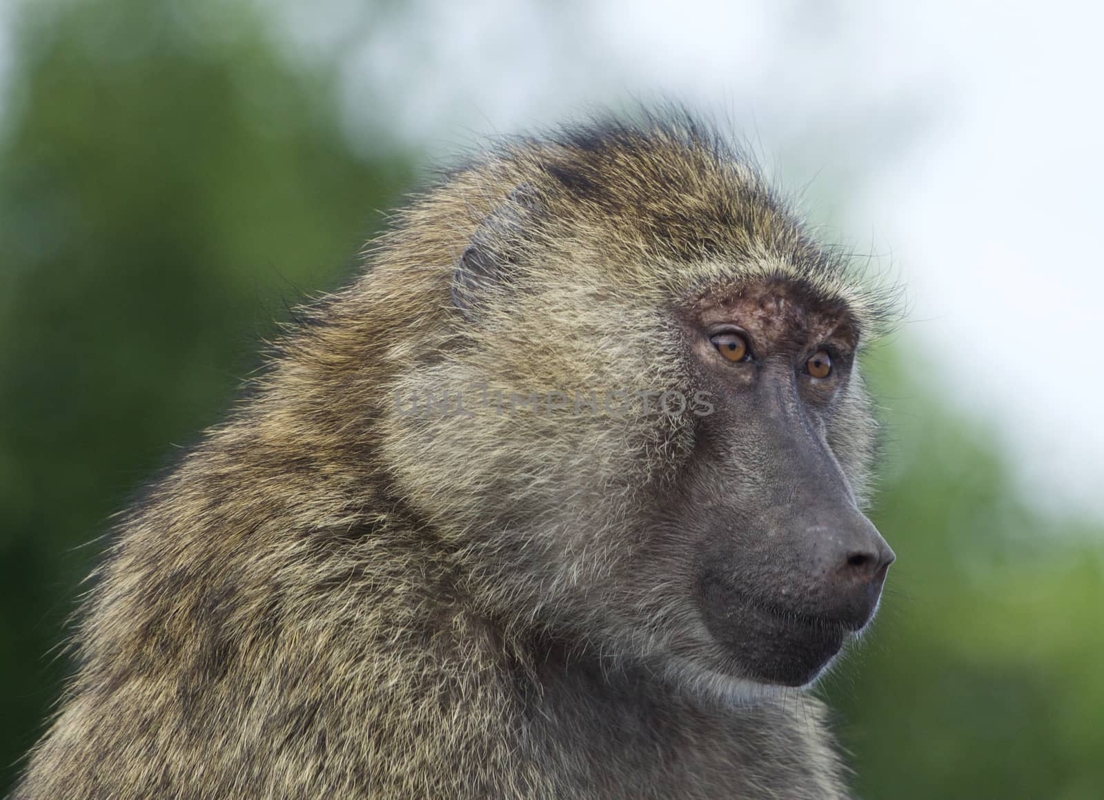 Funny portrait of a baboon looking at something