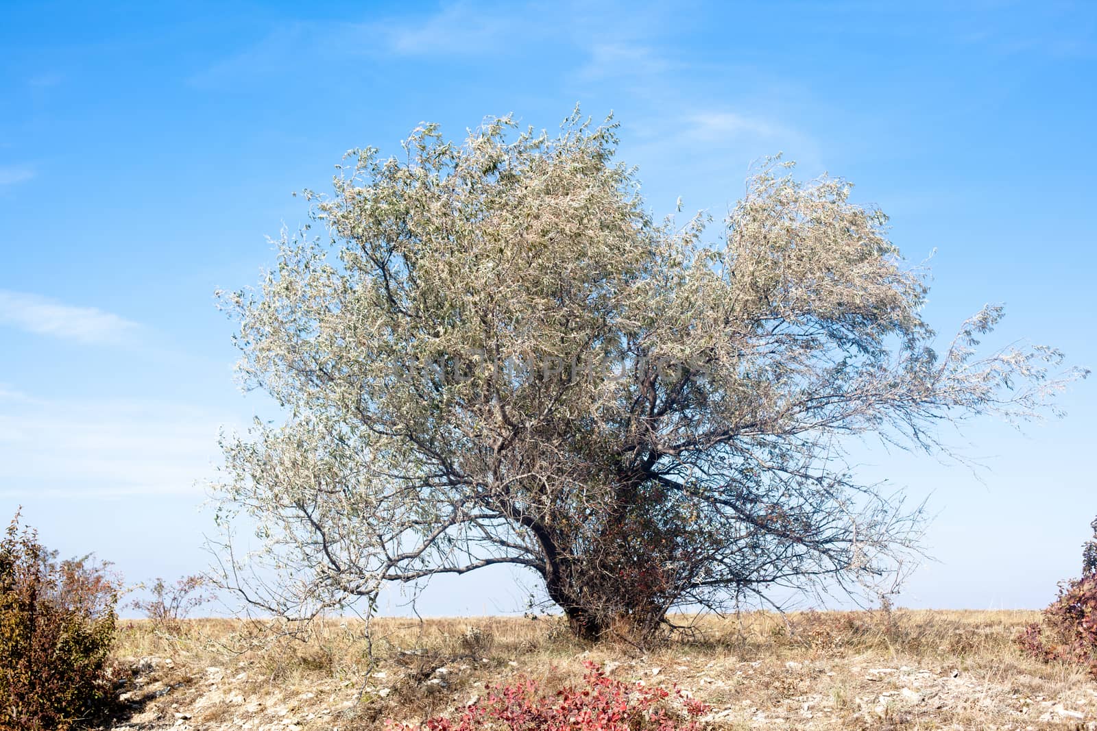 A big bare bush in an autumn steppe
