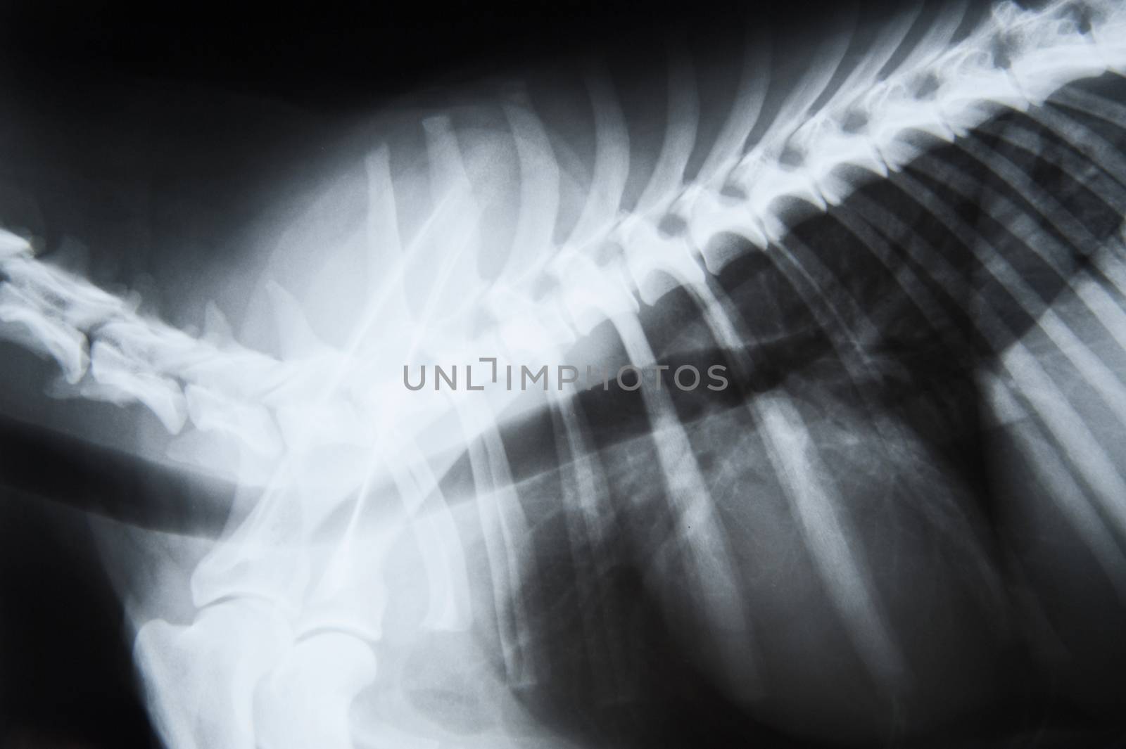 X-ray image of a dog