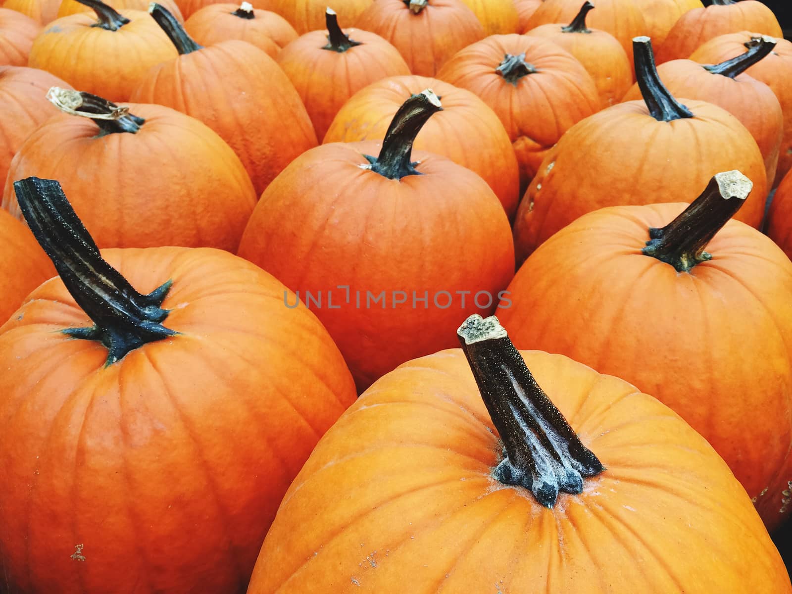 Big bright orange pumpkins at the autumn marketplace.