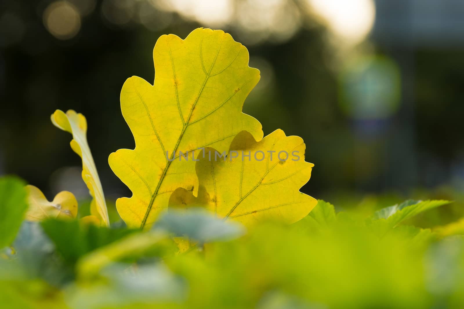 The picture shows the autumn yellow leaves on the bush.