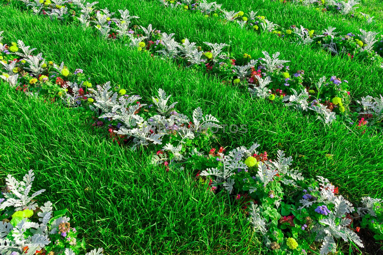 The photo shows a flower bed with flowers.