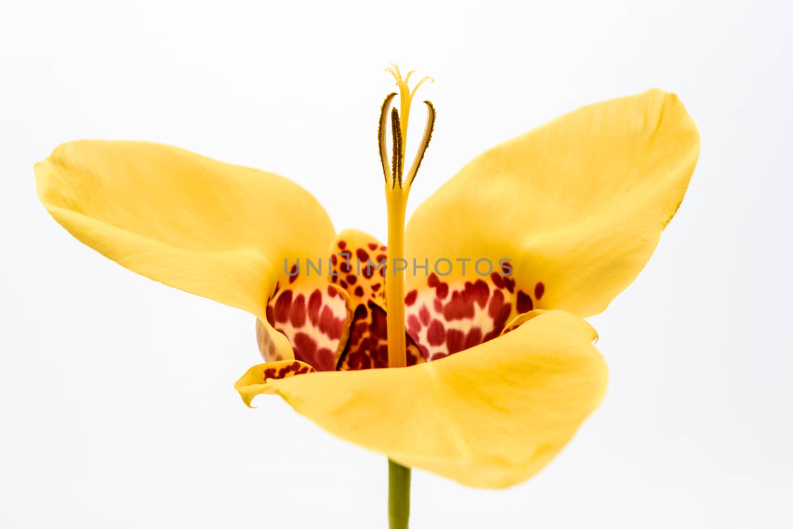 Yellow tigridia flower isolated on white background