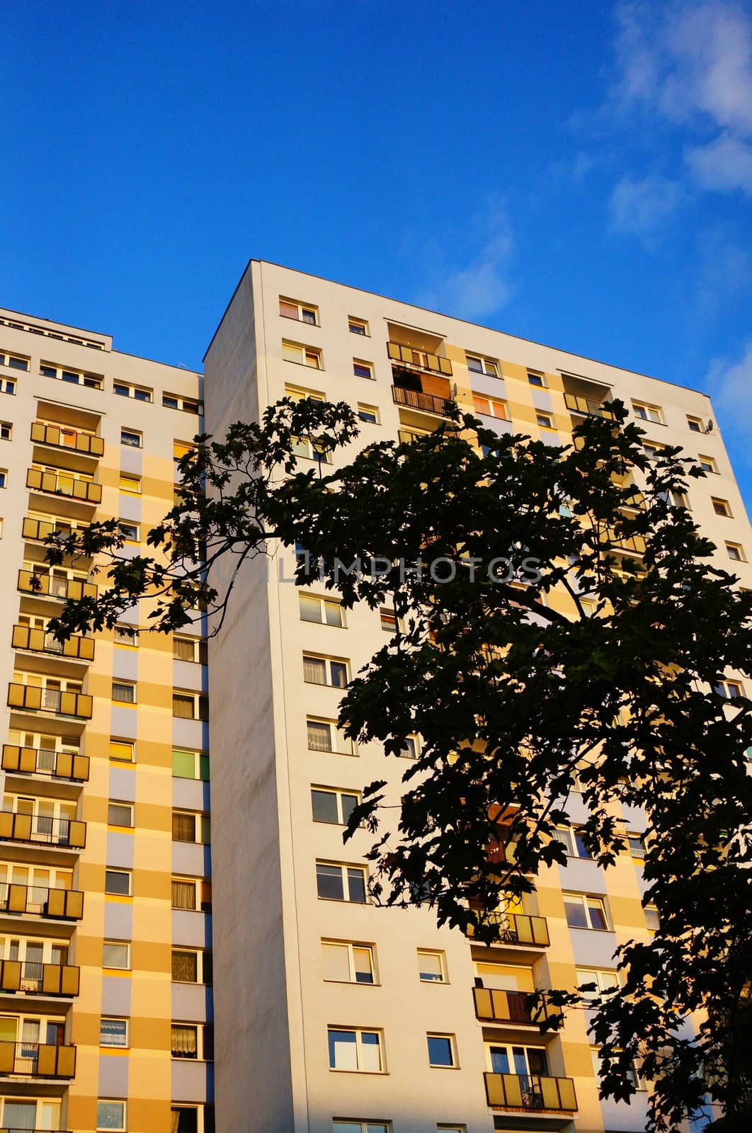 Tree in front of a apartment building