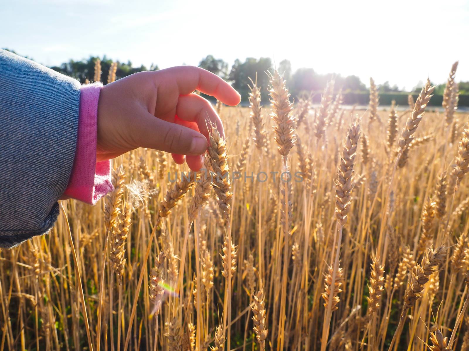Child touching wheat grain on a field at close up at daylight