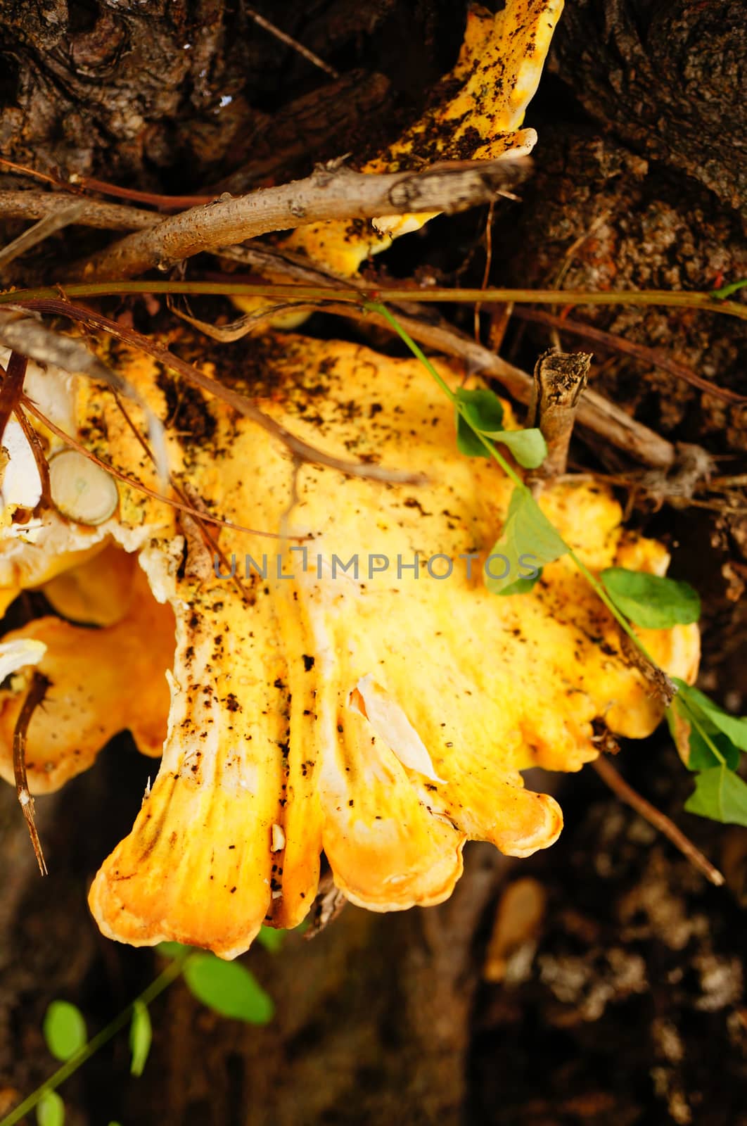 Mushroom growing on a tree