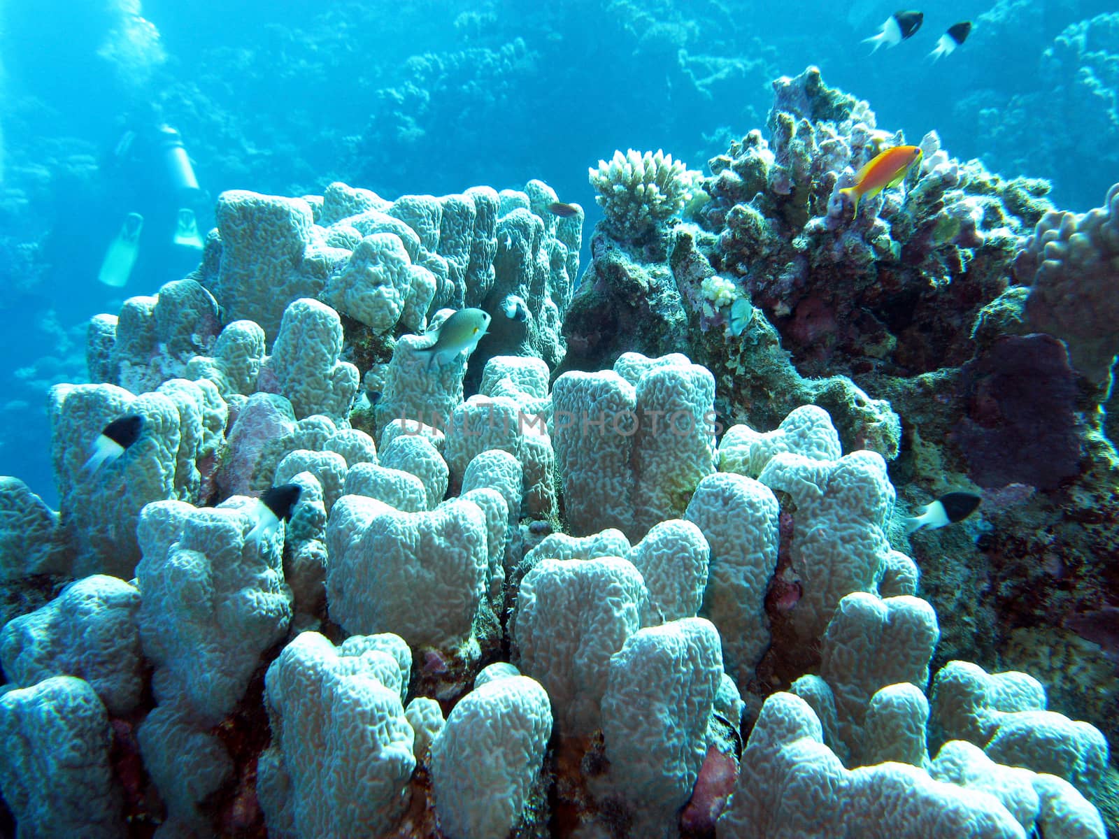 coral reef with porites coral in tropical sea, underwater by mychadre77