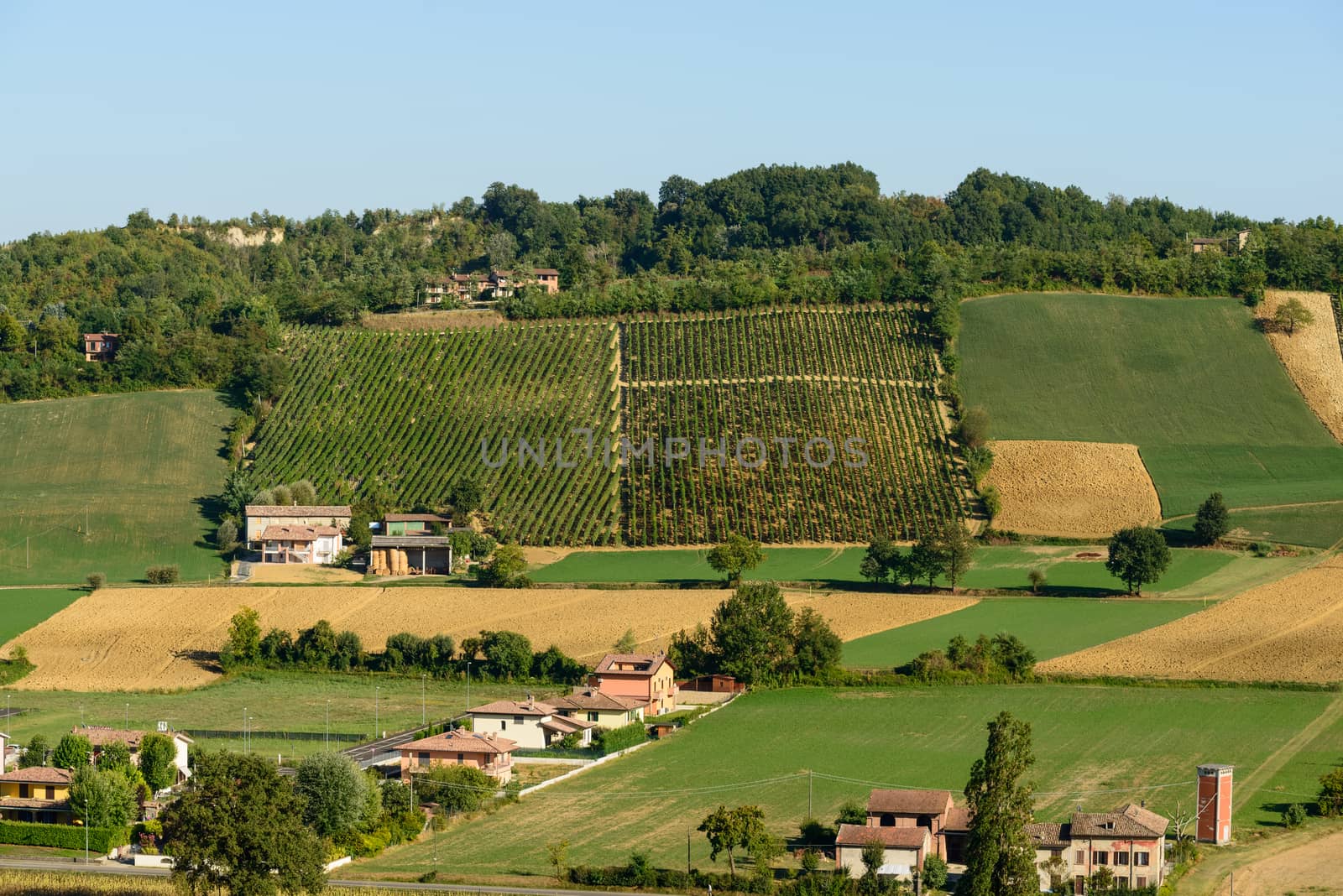 Piacenza Vineyards view by Robertobinetti70