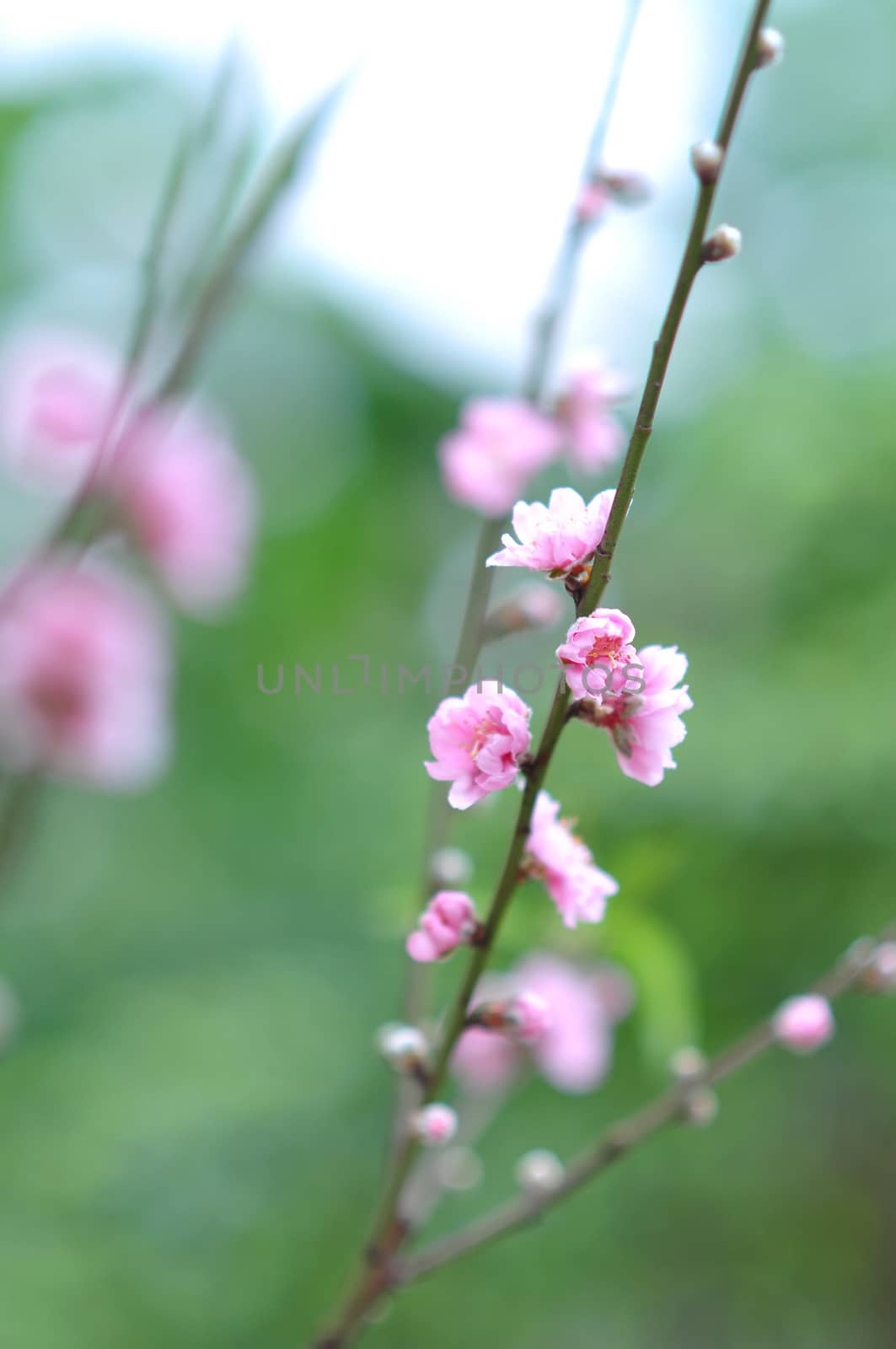Vietnam Cherry Blossom