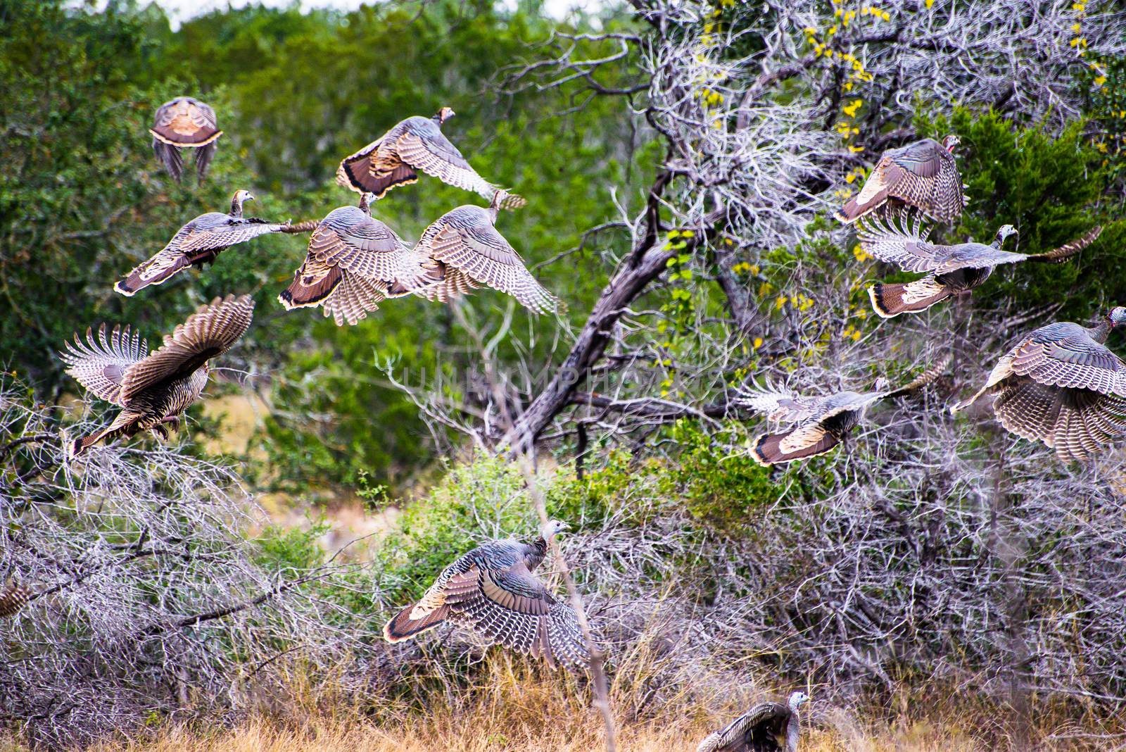 South Texas Rio Grande Turkeys taking off in flight