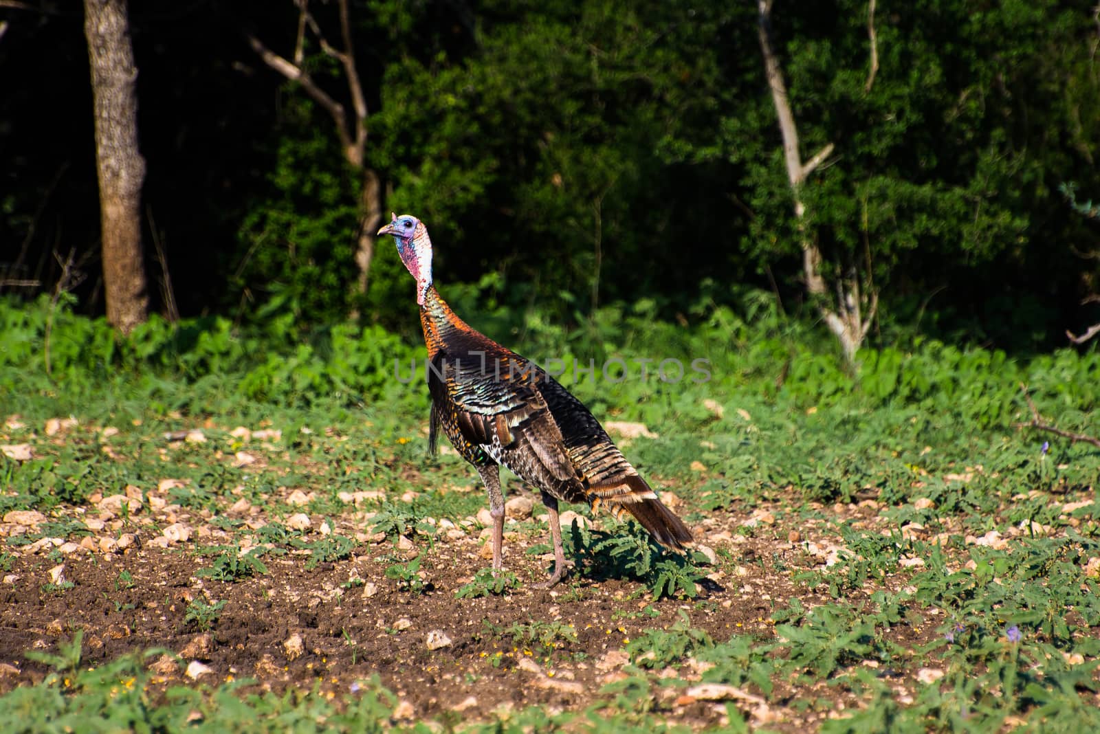 Wild South Texas Rio Grande turkey Standing Back to the Left