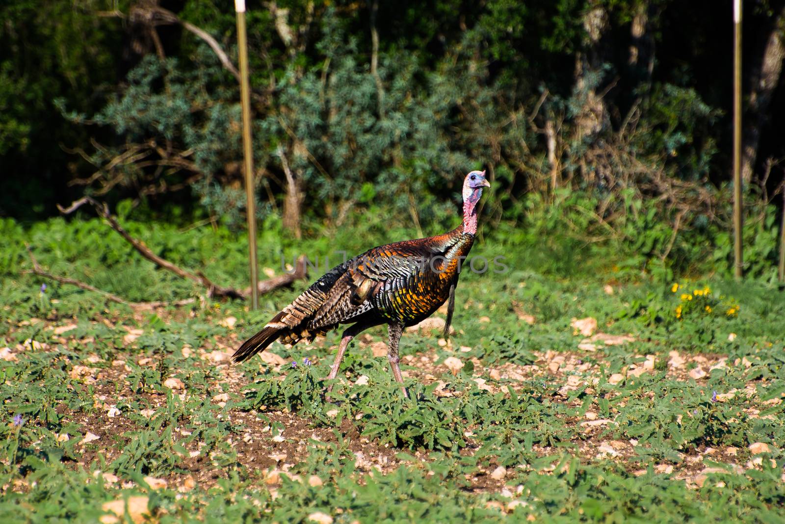 Wild South Texas Rio Grande turkey walking to the right with his head up