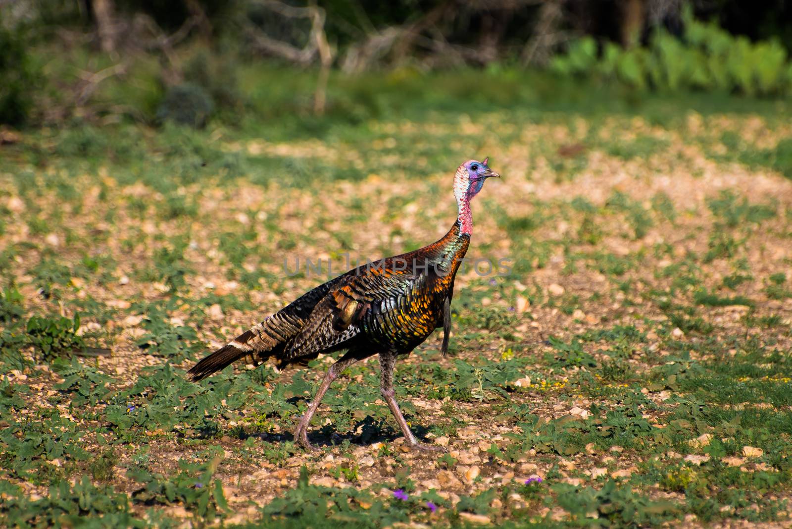 Wild South Texas Rio Grande turkey walking to the right in a field