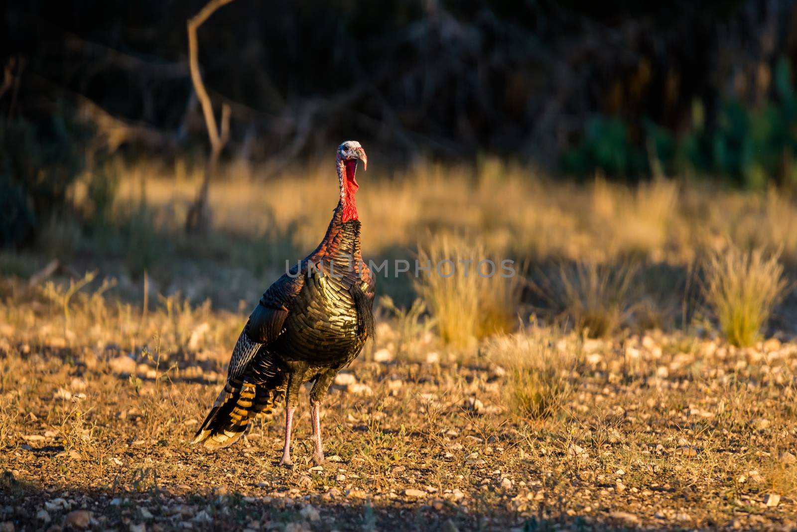 Wild South Texas Rio Grande turkey on alert looking in the distance