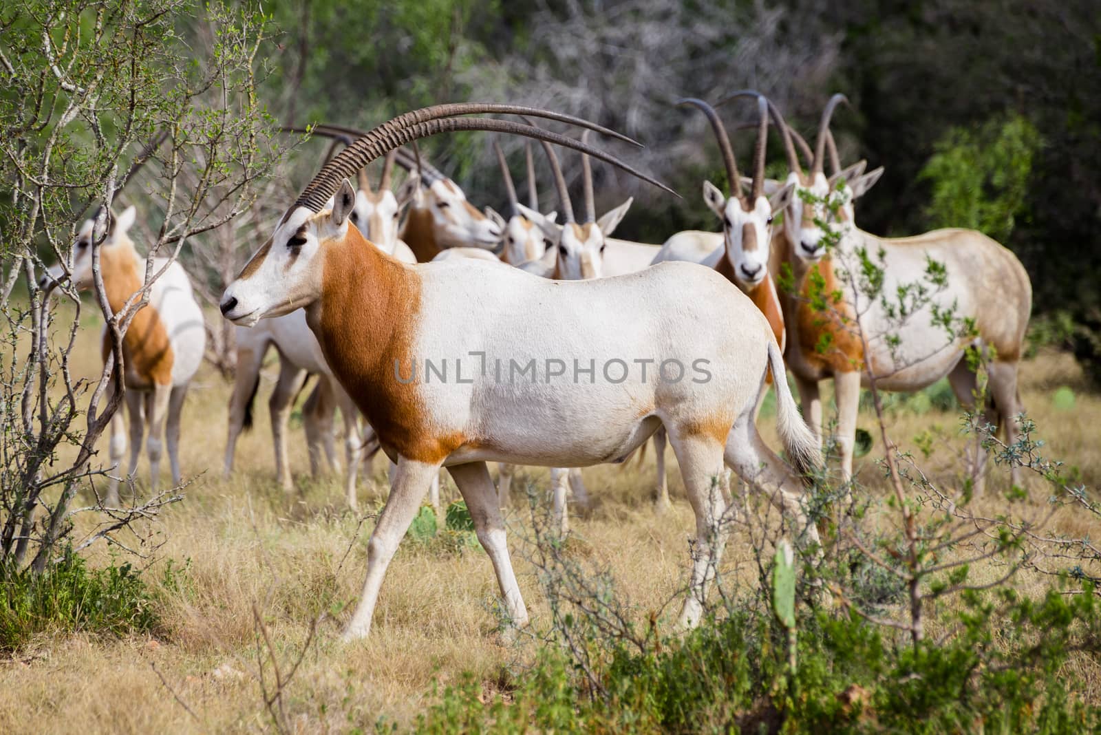 Wild Scimitar Horned Oryx Bull walking to the left in front of the herd. These animals are extinct in their native lands of Africa.