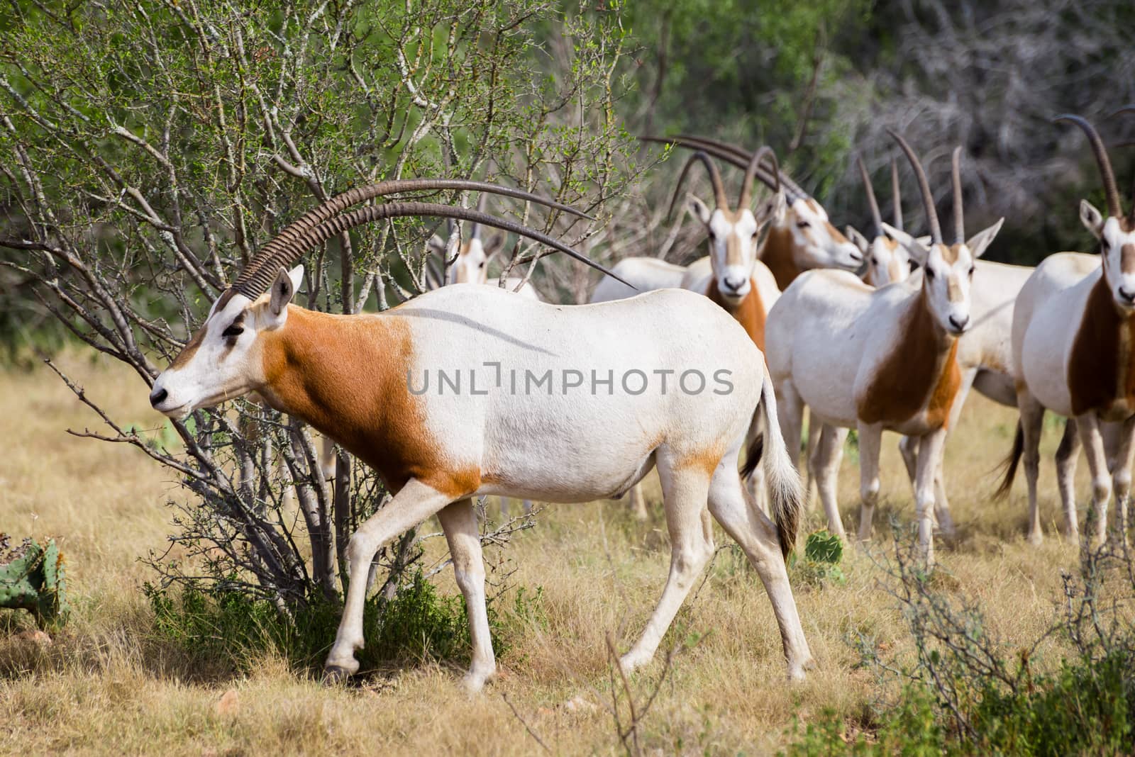 Wild Scimitar Horned Oryx Bull walking to the left in front of the herd. These animals are extinct in their native lands of Africa.