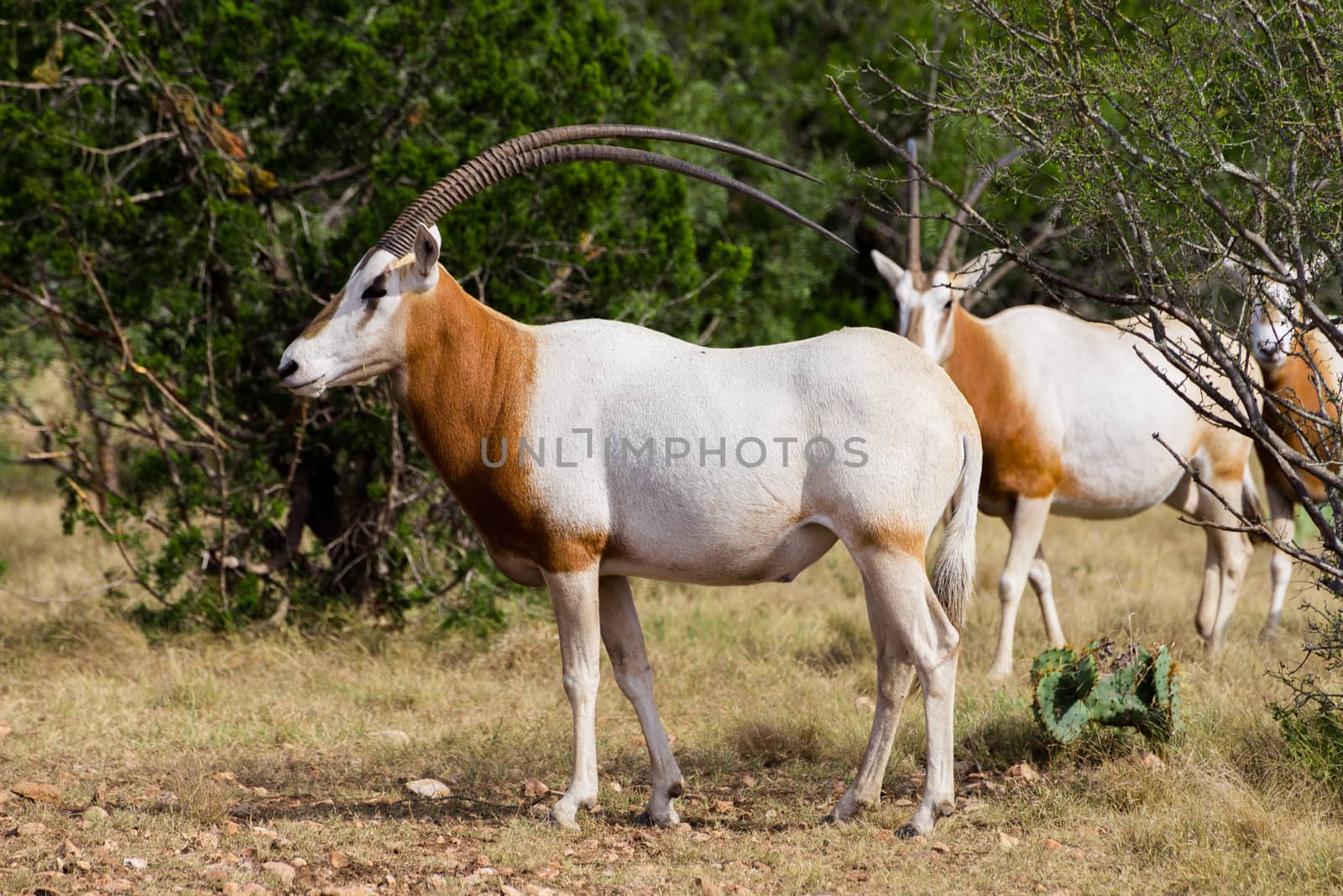 Wild Scimitar Horned Oryx Bull standing to the left. These animals are extinct in their native lands of Africa.