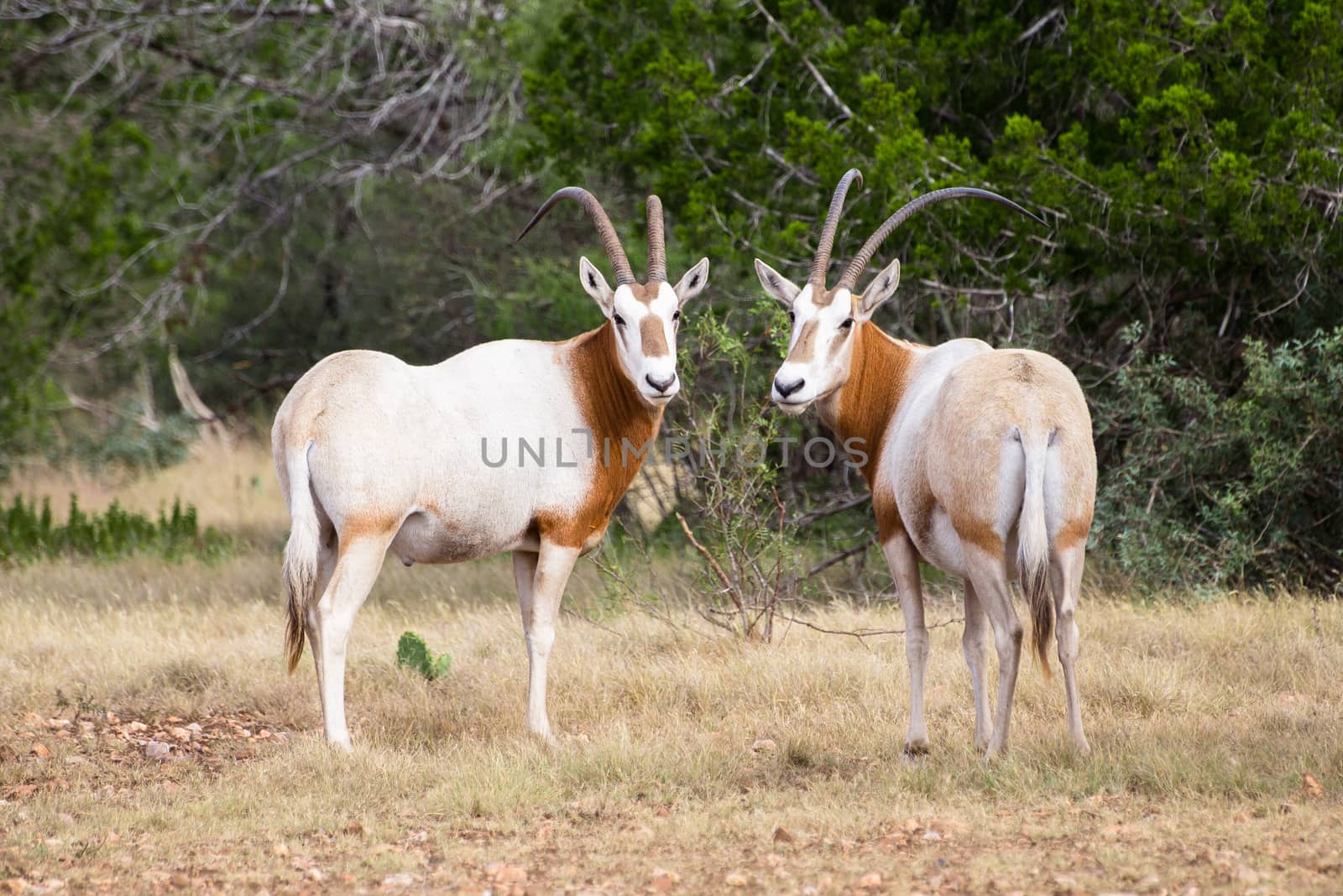 Wild Scimitar Horned Oryx Bull and Cow standing towards eachother. These animals are extinct in their native lands of Africa.