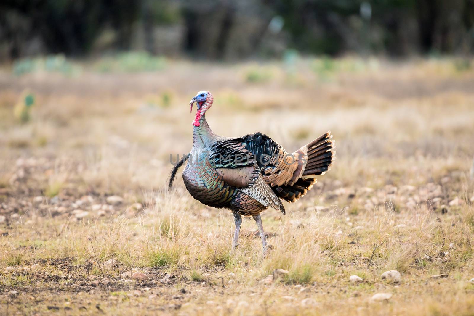 Wild Rio Grande turkey ruffled up in the cold air