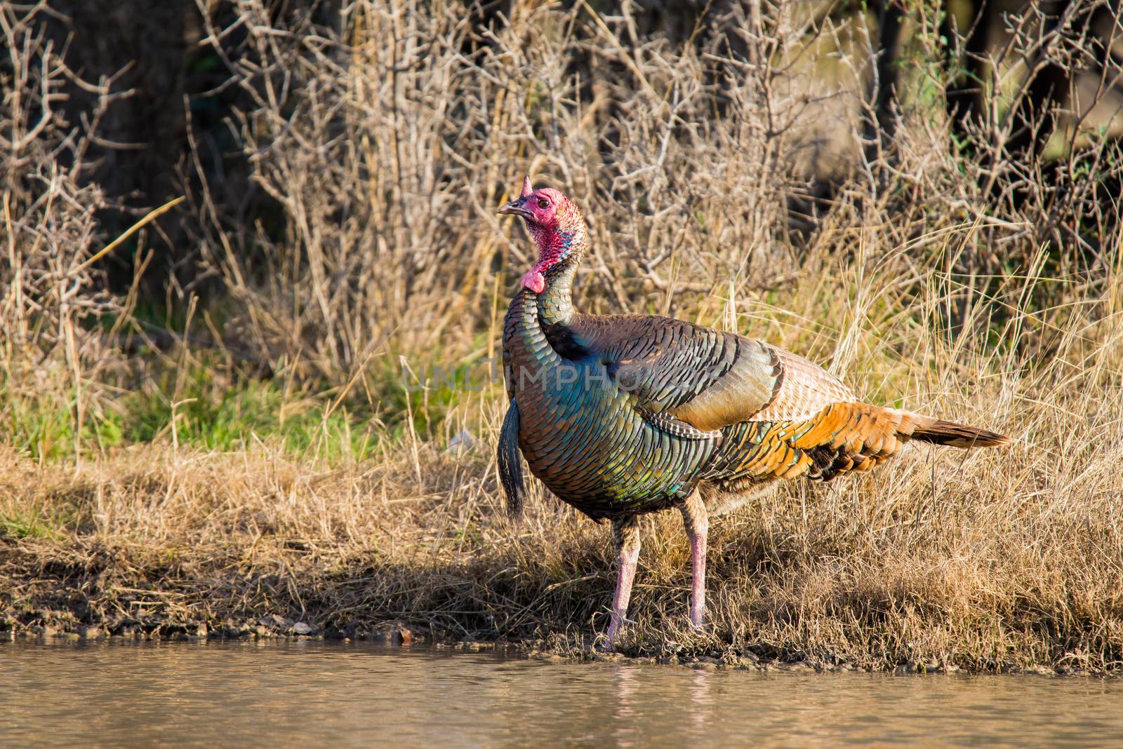 Wild Rio Grande turkey drinking water from a pond