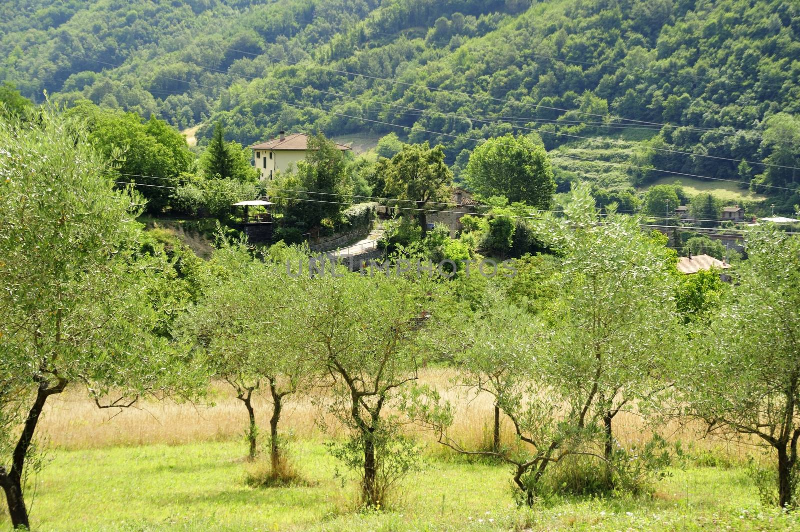 Vernio region hills in Italy by a40757