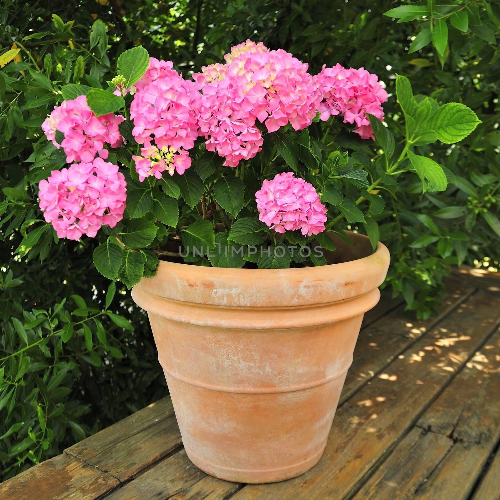 Geranium Potted Plant by a40757