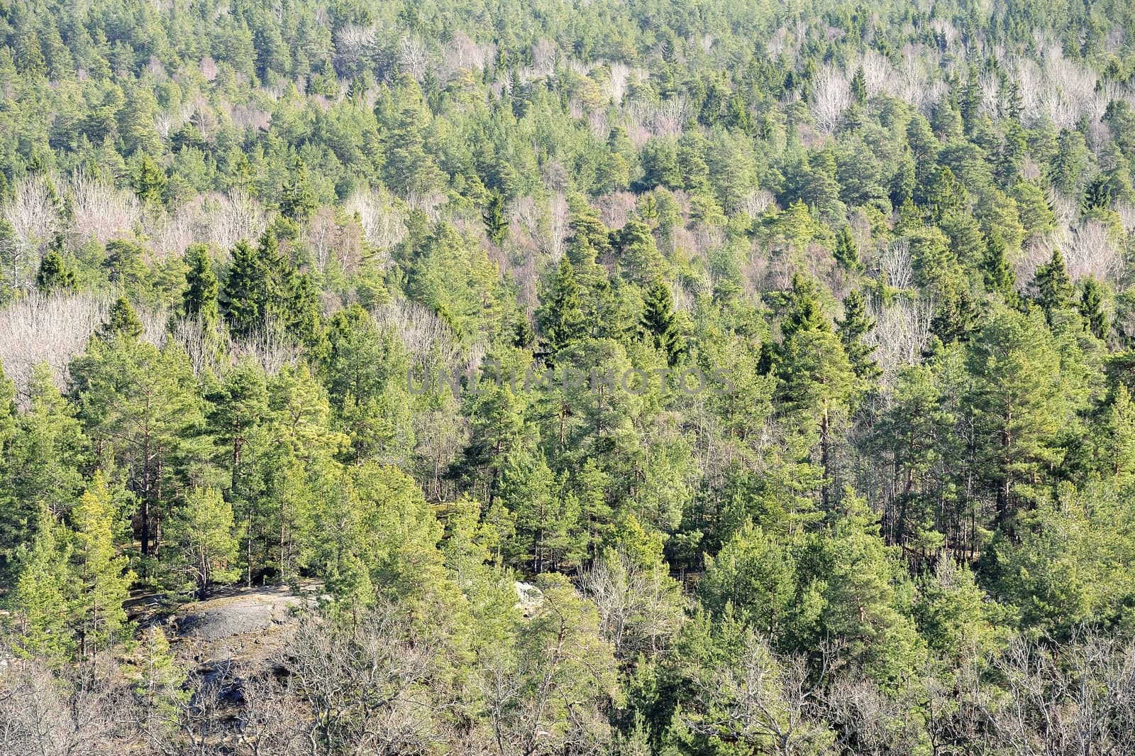 Swedish fir forest