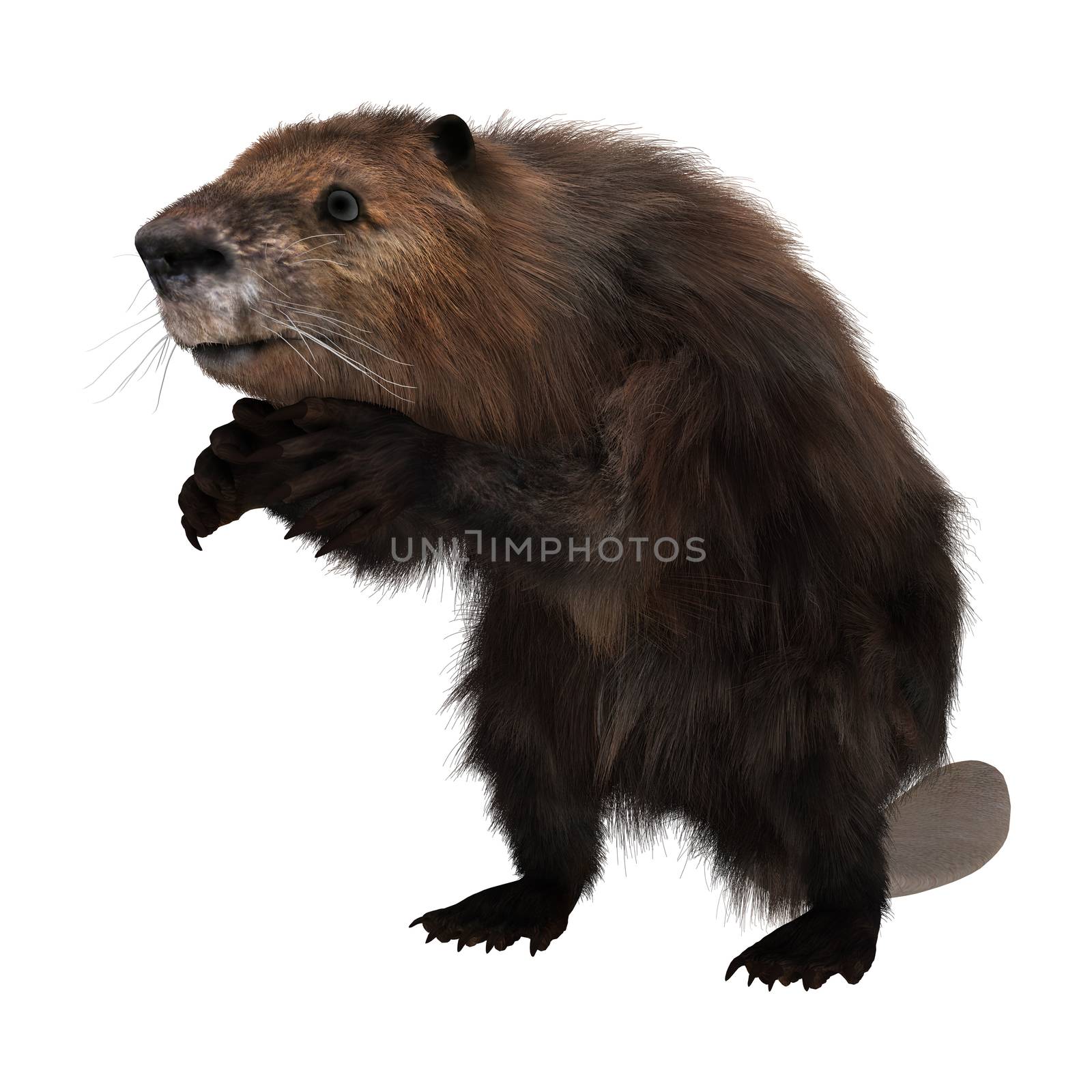 3D digital render of a beaver isolated on white background