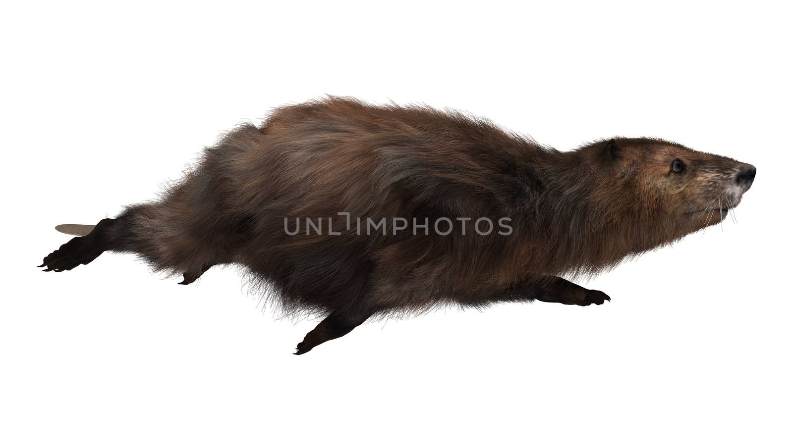 3D digital render of a beaver swimming isolated on white background