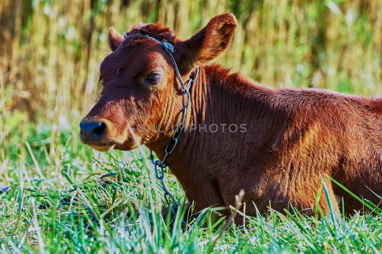 Cow on a summer pasture on a hot day