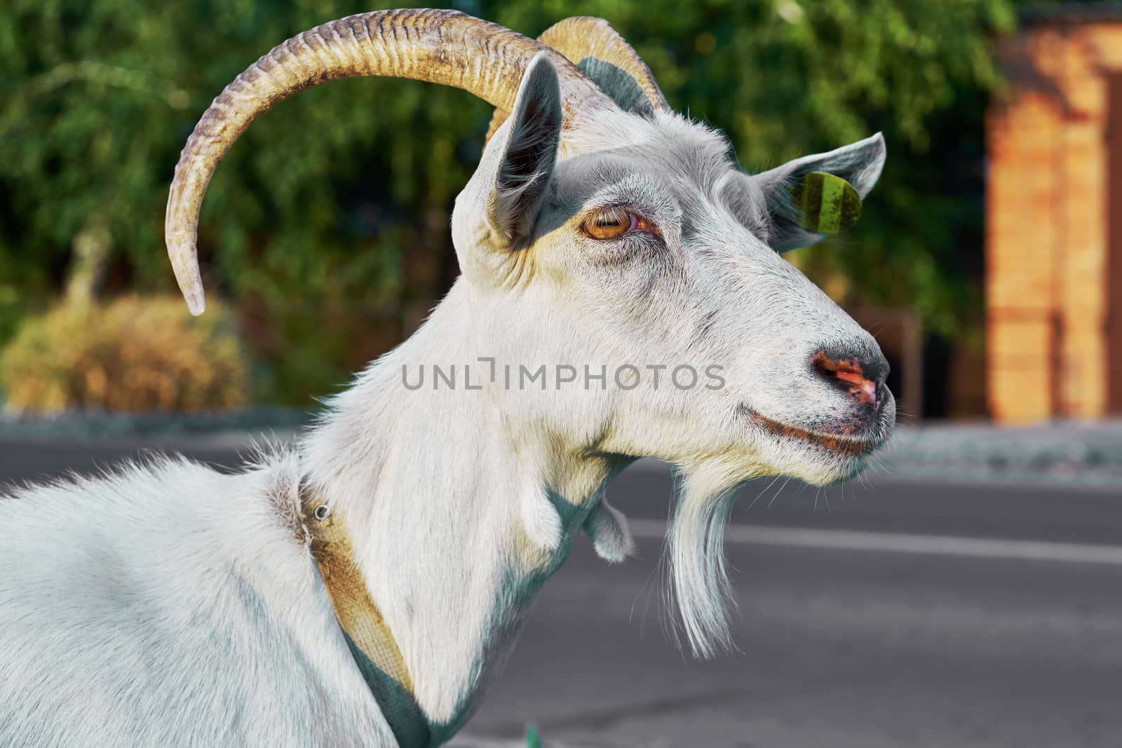 The head of a white goat in the village street closeup                               