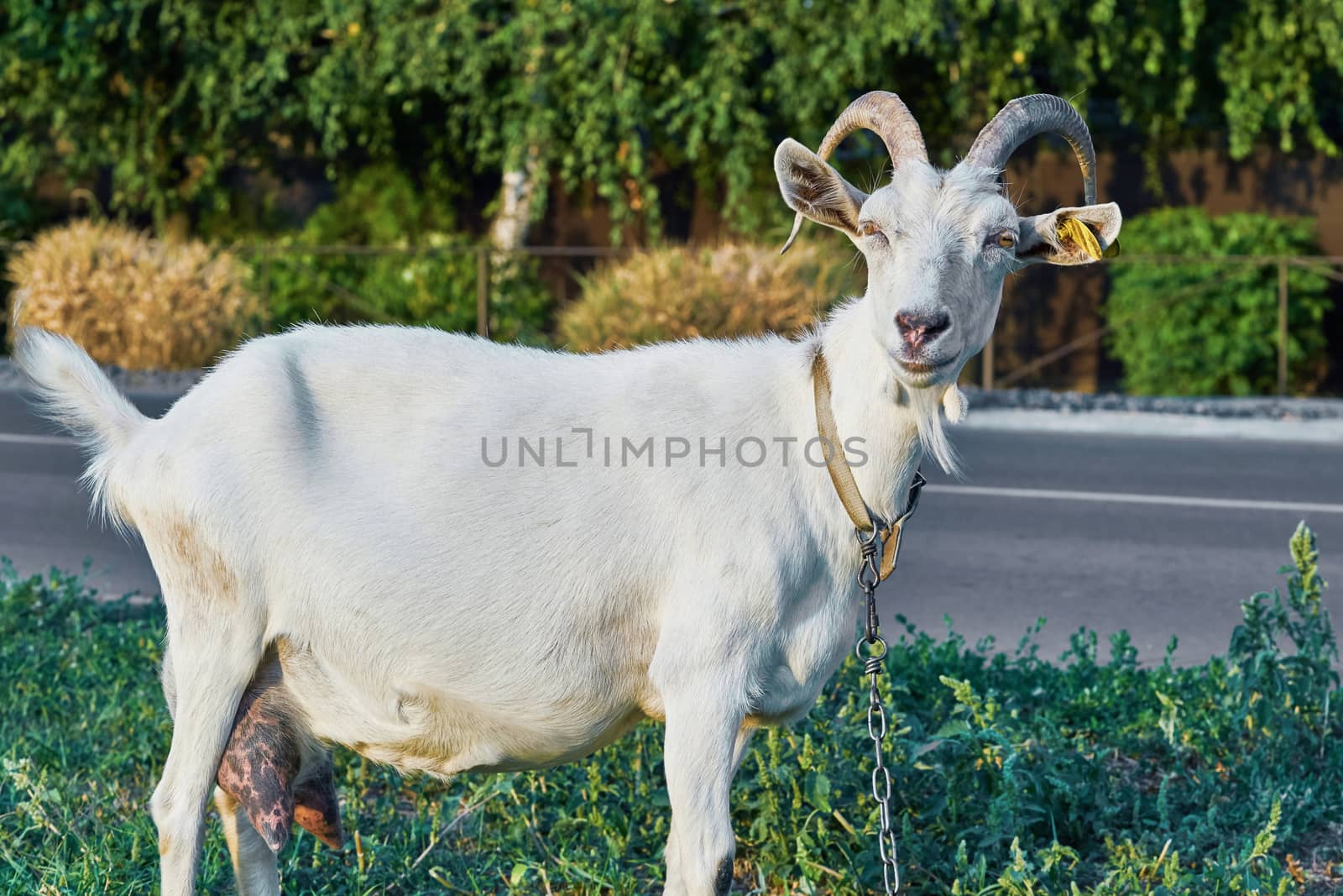 White goat in the village street 