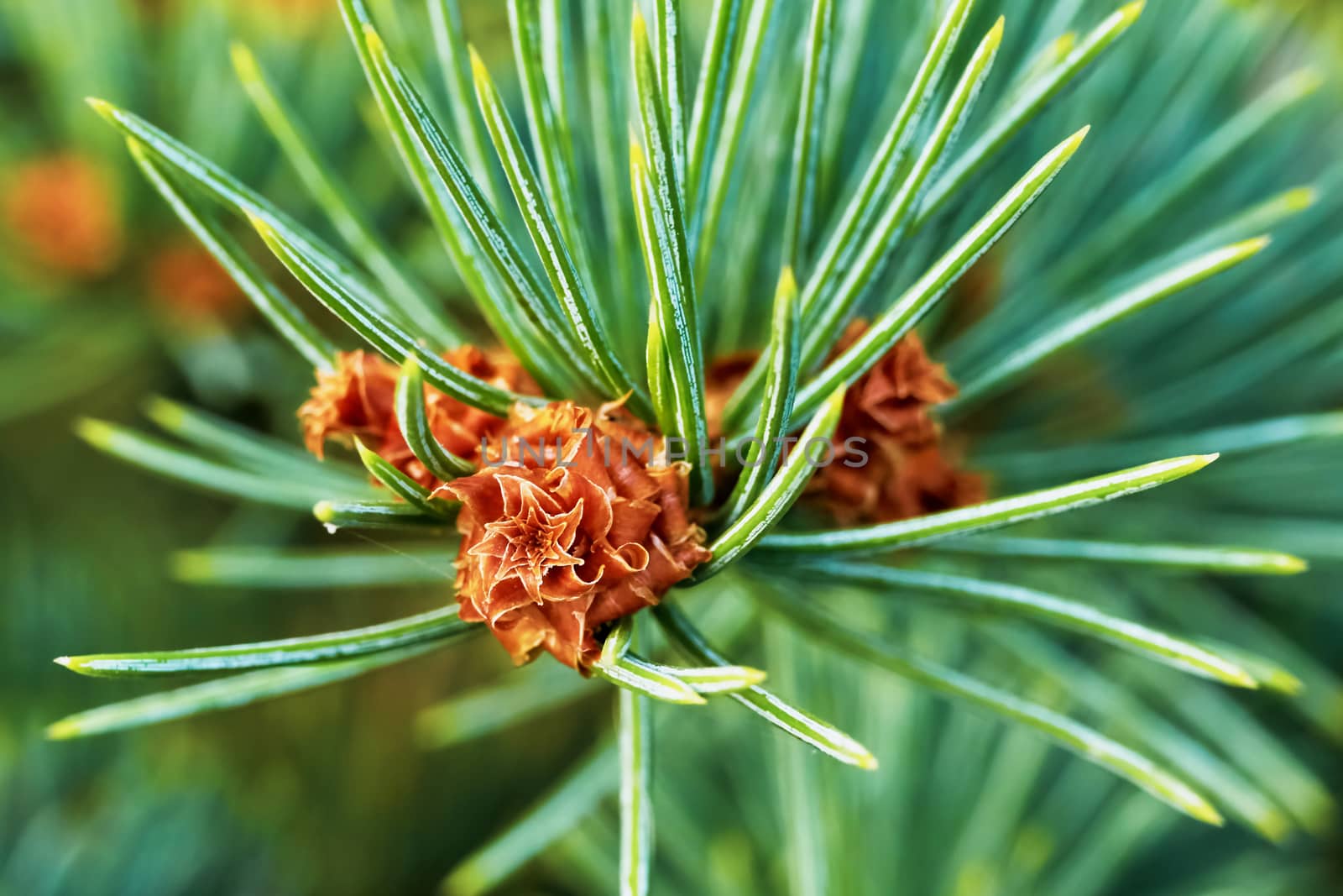 Emerging pine cone closeup