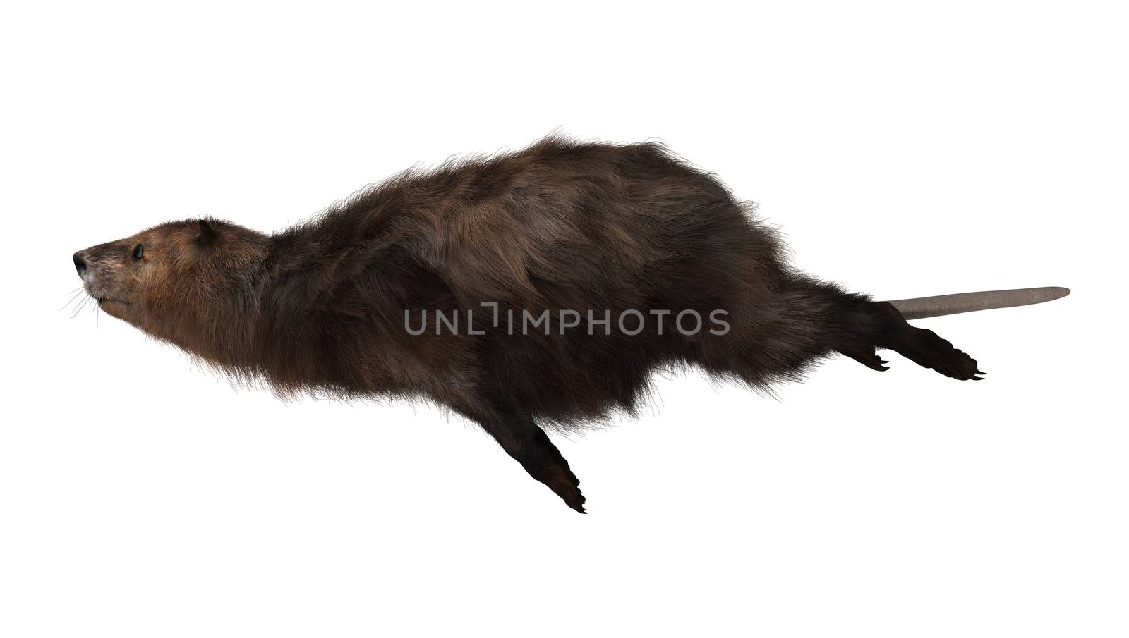 3D digital render of a beaver swimming isolated on white background