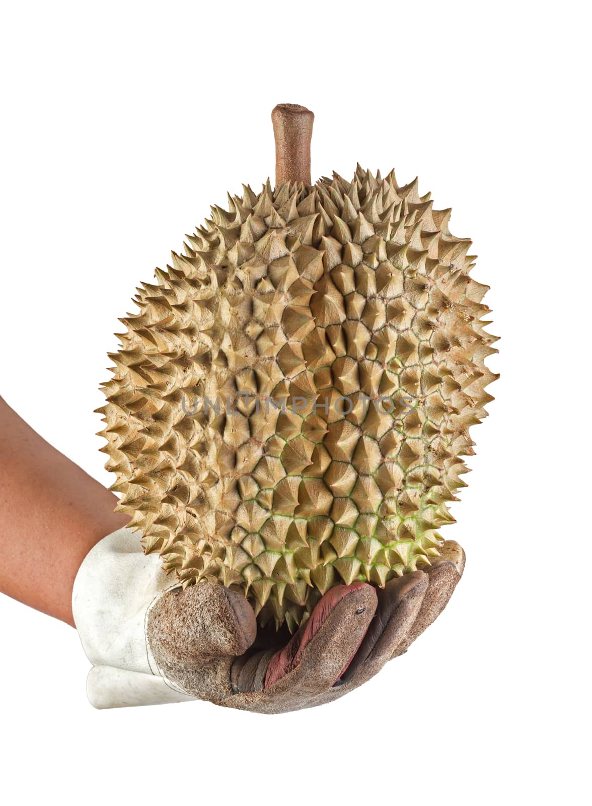 brown Durian holding with leather glove isolated on white by supersaiyan