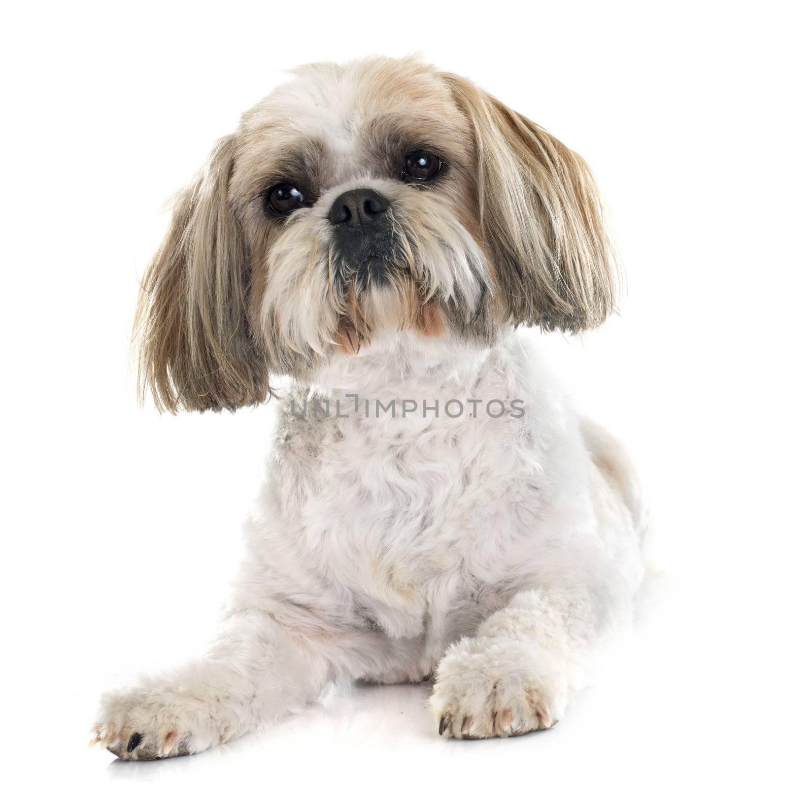 Shih Tzu in front of white background