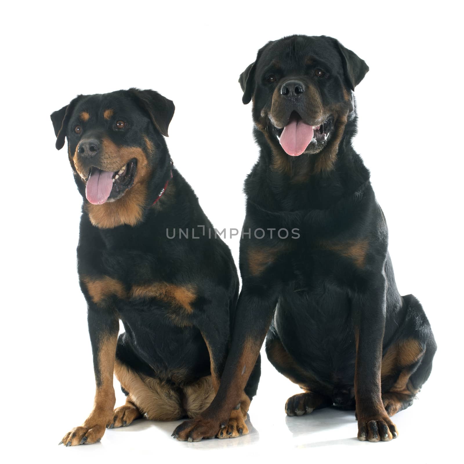 purebred rottweilers in front of white background