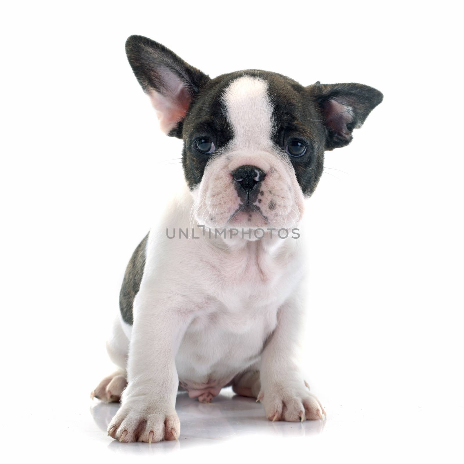 puppy french bulldog by cynoclub