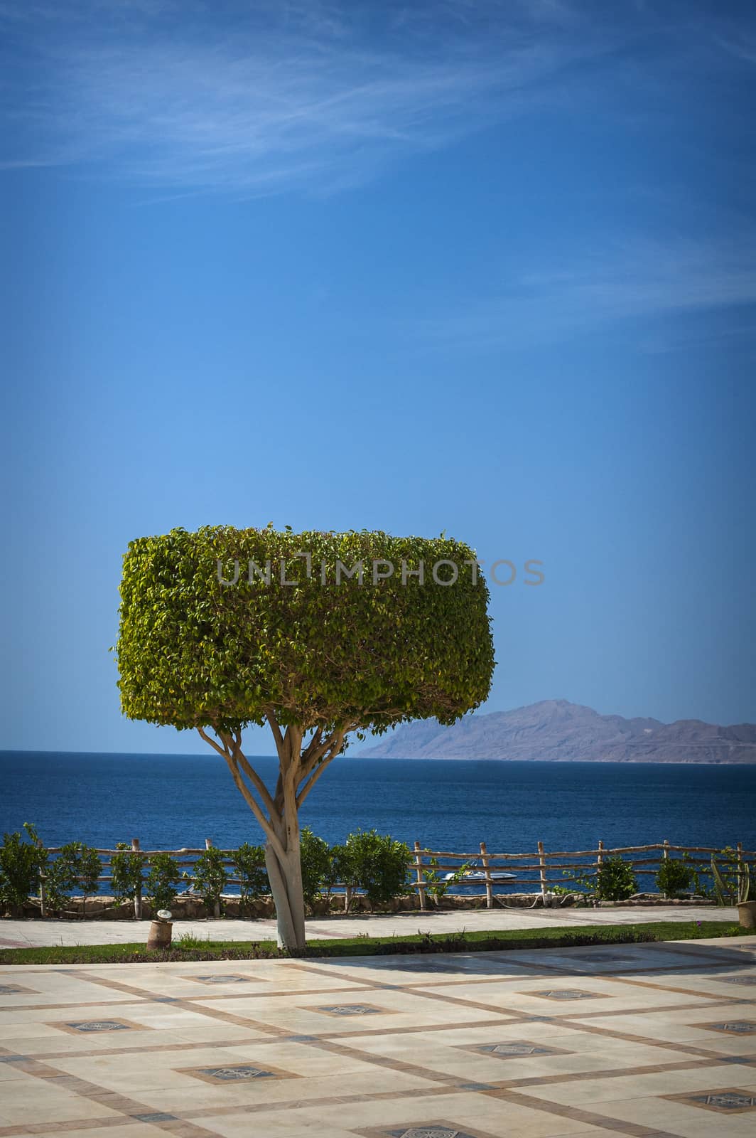 beautiful tree on sea background