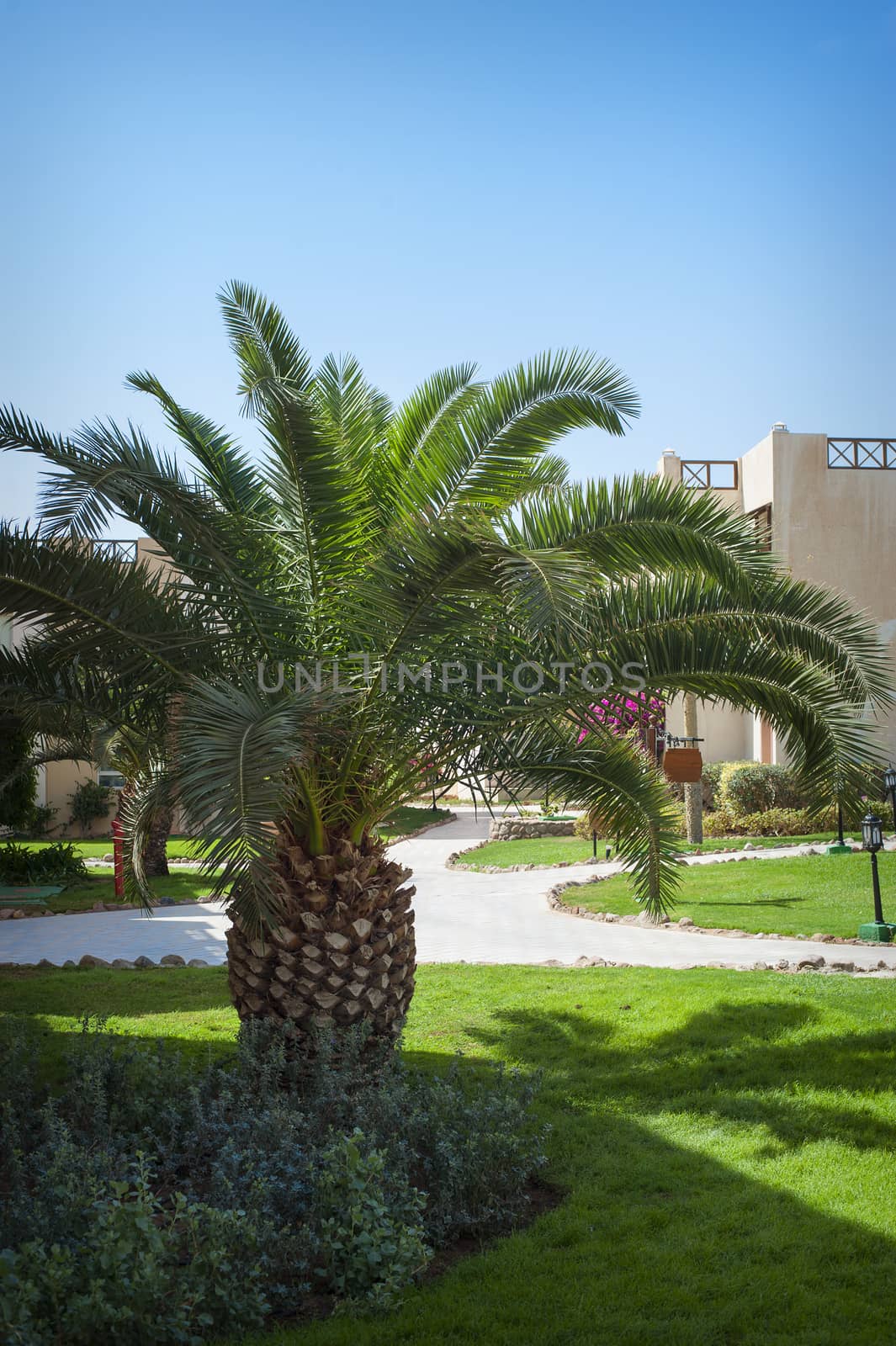 Beautiful palm tree on the hotel